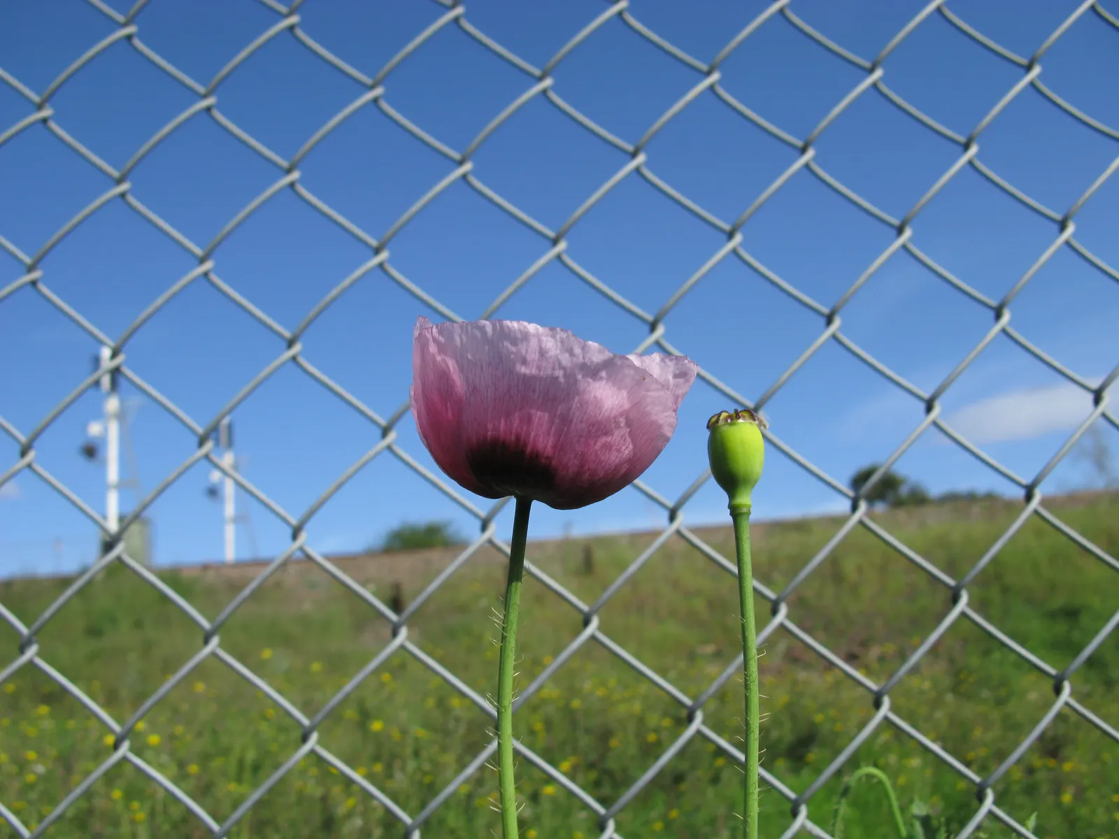Oriental Poppy (Papaver Orientale) — hairy foliage that dies back post-bloom; it reaches 2-3 feet in height and spreads 18-24 inches wide, image 96
