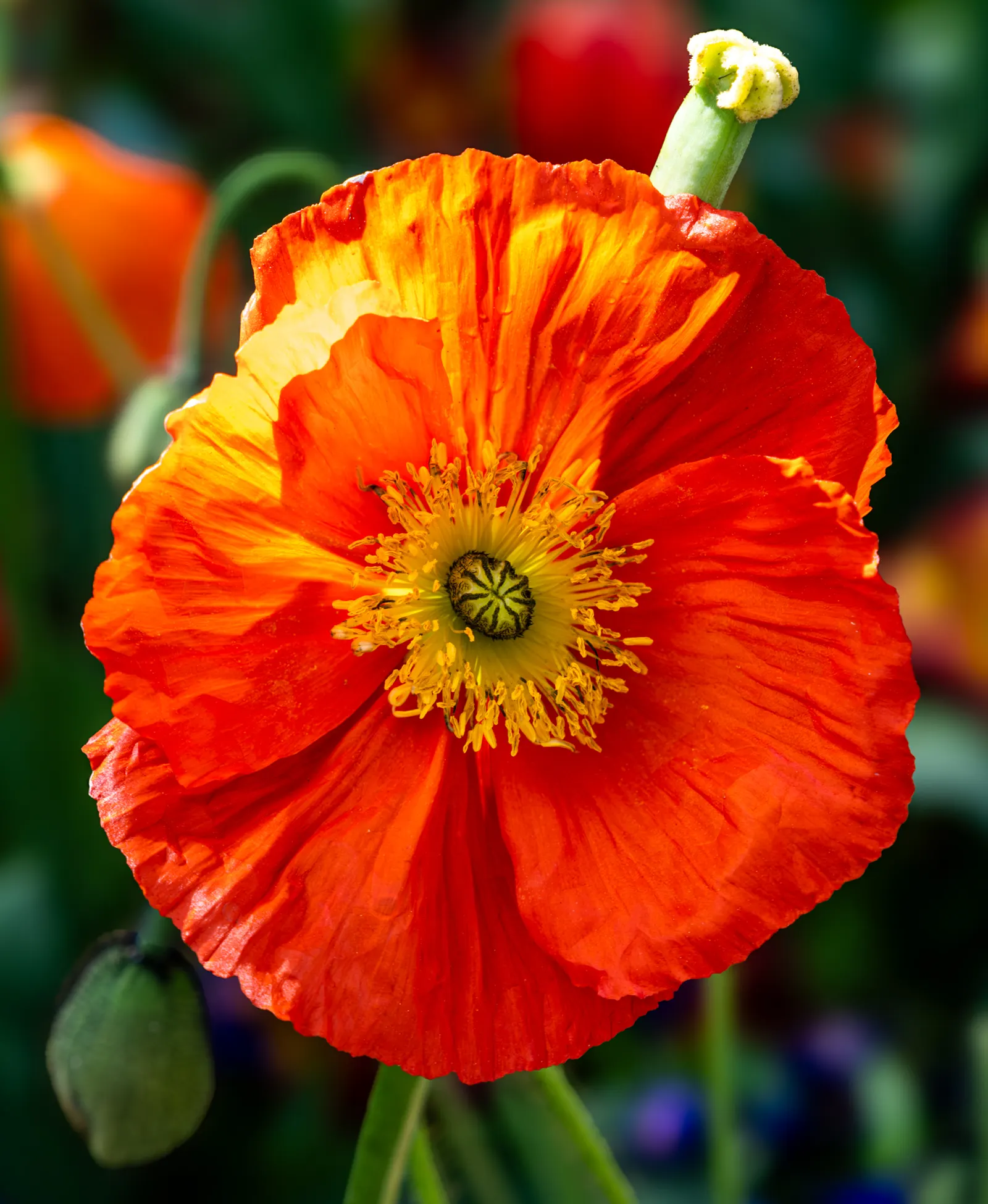Oriental Poppy (Papaver Orientale) — The foliage presents a bluish-green hue, image 58