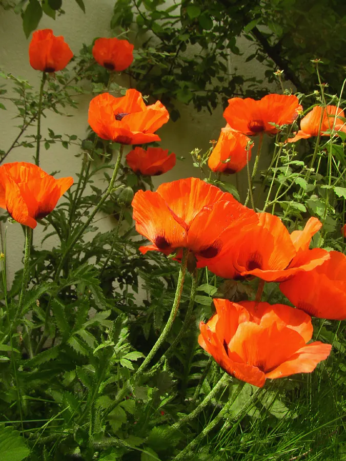 Oriental Poppy (Papaver Orientale) — pink and red flowers in the garden; is a captivating perennial that becomes a focal point in any garden with, image 90