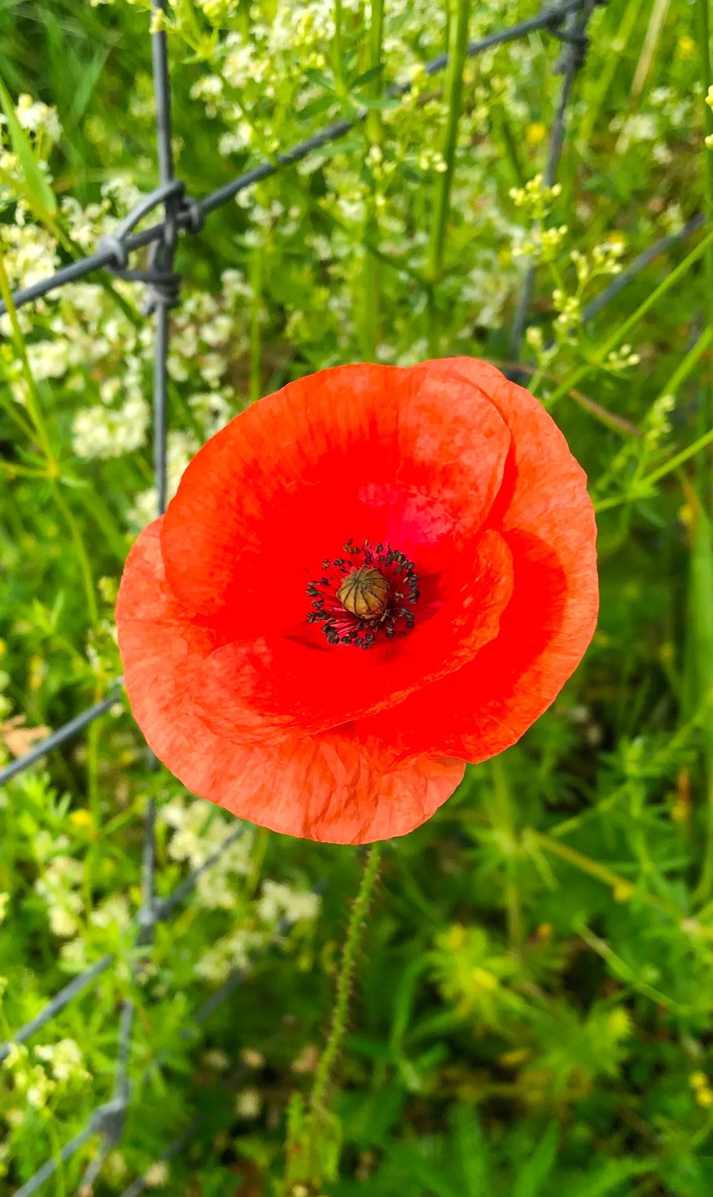 Oriental Poppy (Papaver Orientale) — with vibrant hues of red to orange and a striking dark center; hairy foliage that dies back post-bloom, image 47