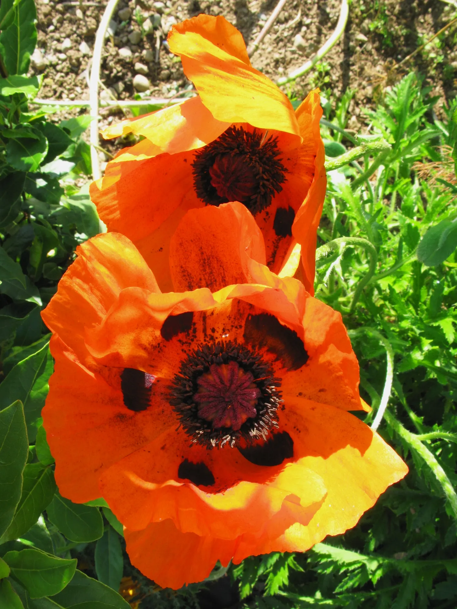 Oriental Poppy (Papaver Orientale) — Blooms appear in late spring to early summer; typically between late spring and early summer, image 95