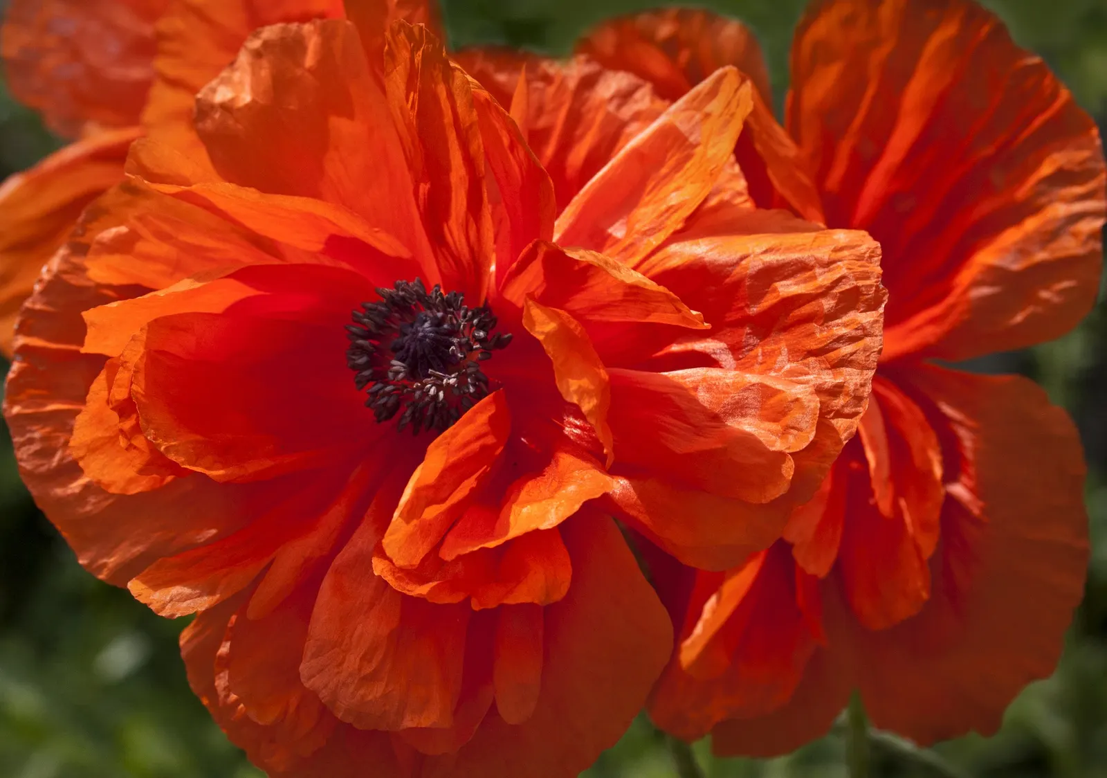 Oriental Poppy (Papaver Orientale) — leaving a void that needs to be considered in the landscape design; perennial with pink and red blooms