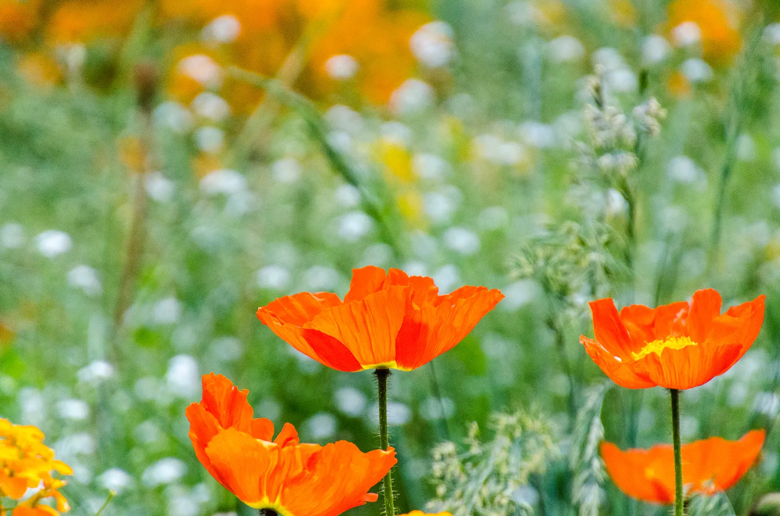 Oriental Poppy (Papaver Orientale) — These striking blooms boast vibrant colors; blooms appear in late spring to early summer, image 106