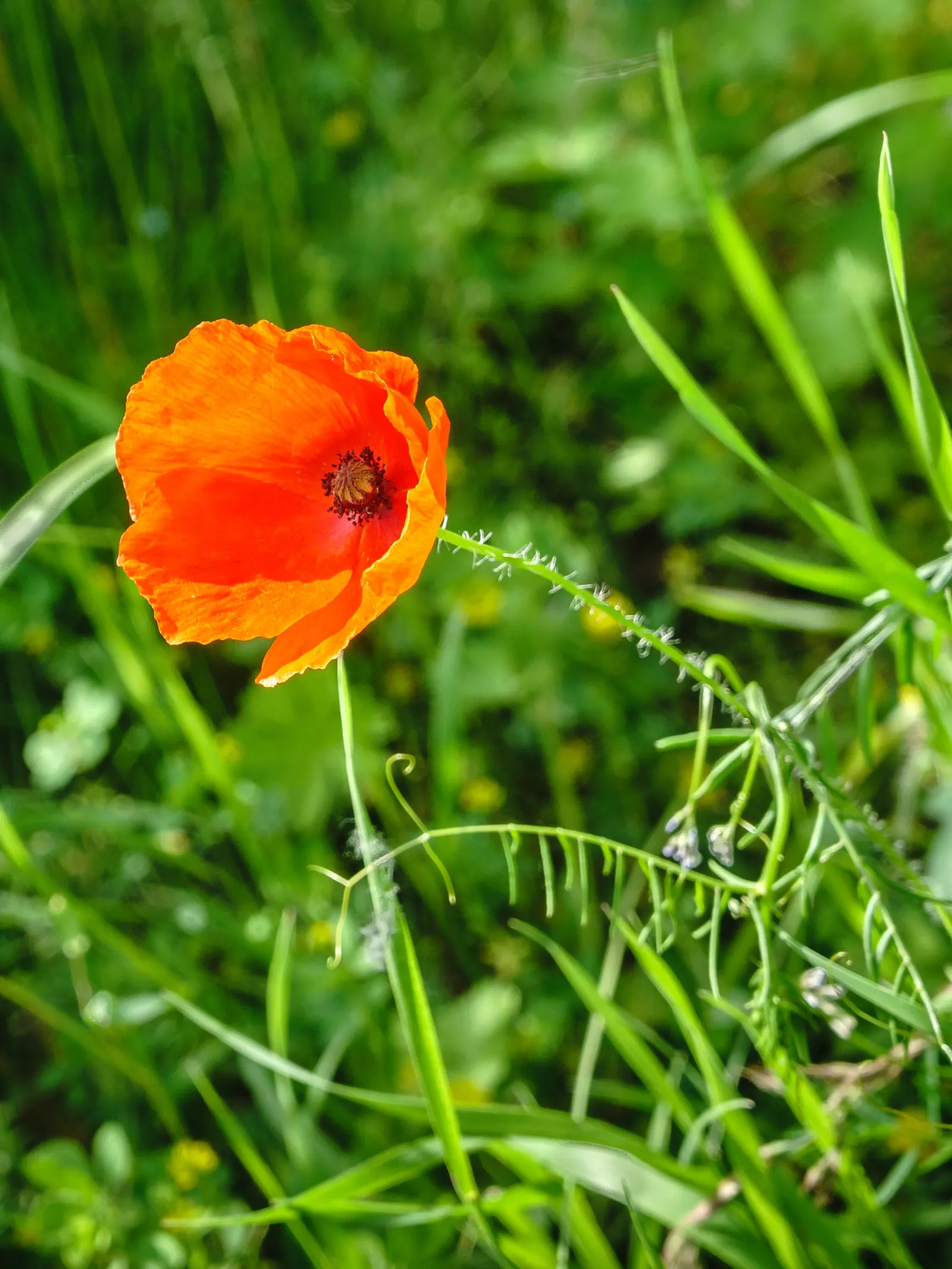 Oriental Poppy (Papaver Orientale) — pink and red flowers in the garden; is a captivating perennial that becomes a focal point in any garden with, image 113