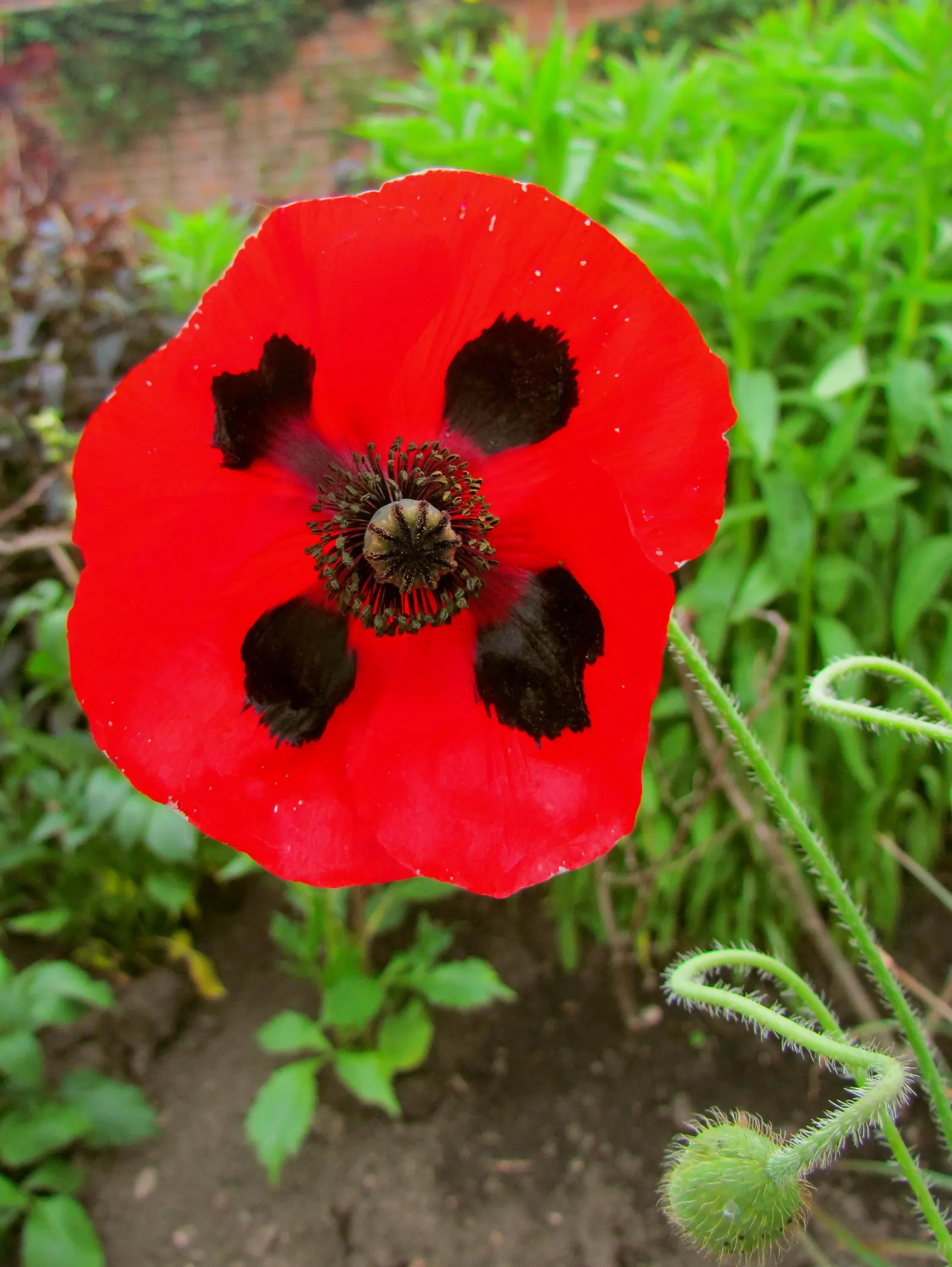 Oriental Poppy (Papaver Orientale) — leaving room for summer plants; <br><br>Reaching a stately height of 2 to 4 feet and a spread of 1.5 to 2 feet, image 120