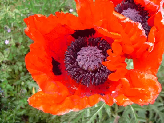 Oriental Poppy (Papaver Orientale) — the Oriental Poppy elegantly towers above low-growing plants; pink and red flowers in the garden, image 125
