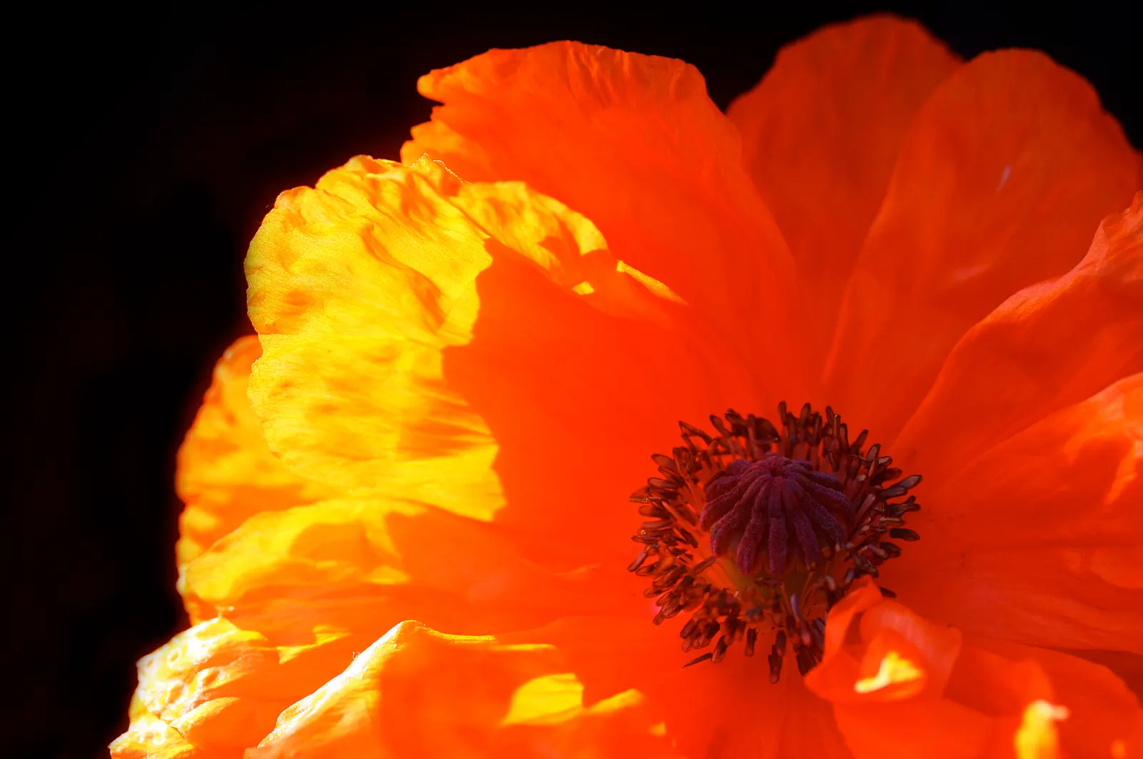 Oriental Poppy (Papaver Orientale) — leaving a void that needs to be considered in the landscape design; perennial with pink and red blooms, image 66
