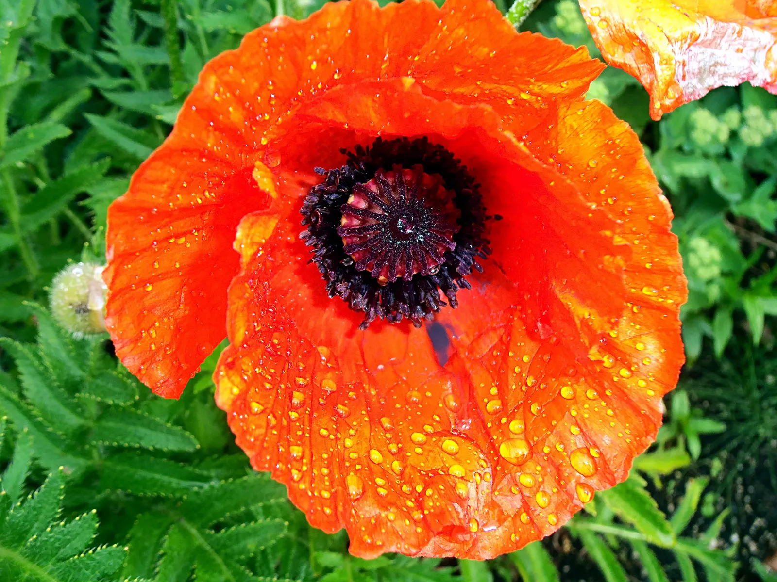 Oriental Poppy (Papaver Orientale) — making it an excellent choice for middle or back borders in garden designs; leaving room for summer plants, image 103