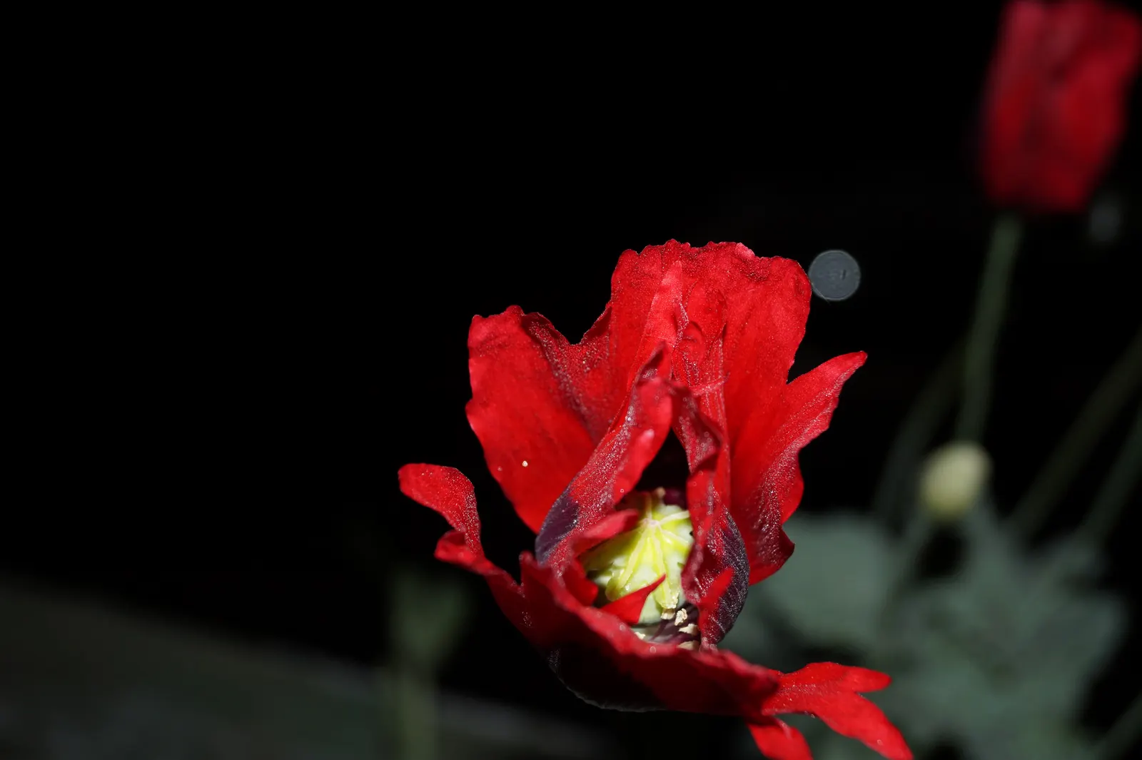 Oriental Poppy (Papaver Orientale) — This hardy species thrives in USDA zones 3 to 7, indicating a robust tolerance for winter chill