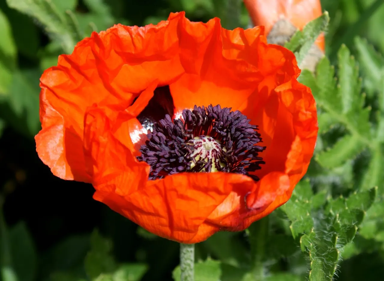 Oriental Poppy (Papaver Orientale) — The foliage presents a bluish-green hue, image 81