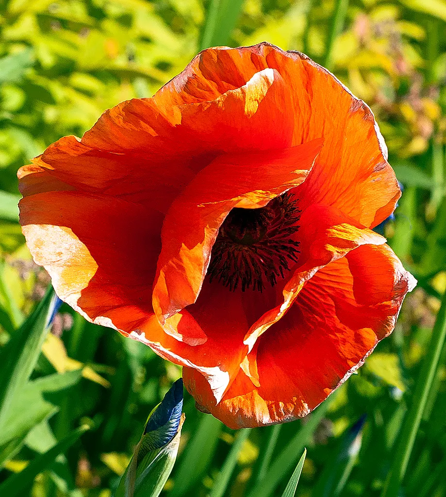 Oriental Poppy (Papaver Orientale) — leaving room for summer plants; <br><br>Reaching a stately height of 2 to 4 feet and a spread of 1.5 to 2 feet