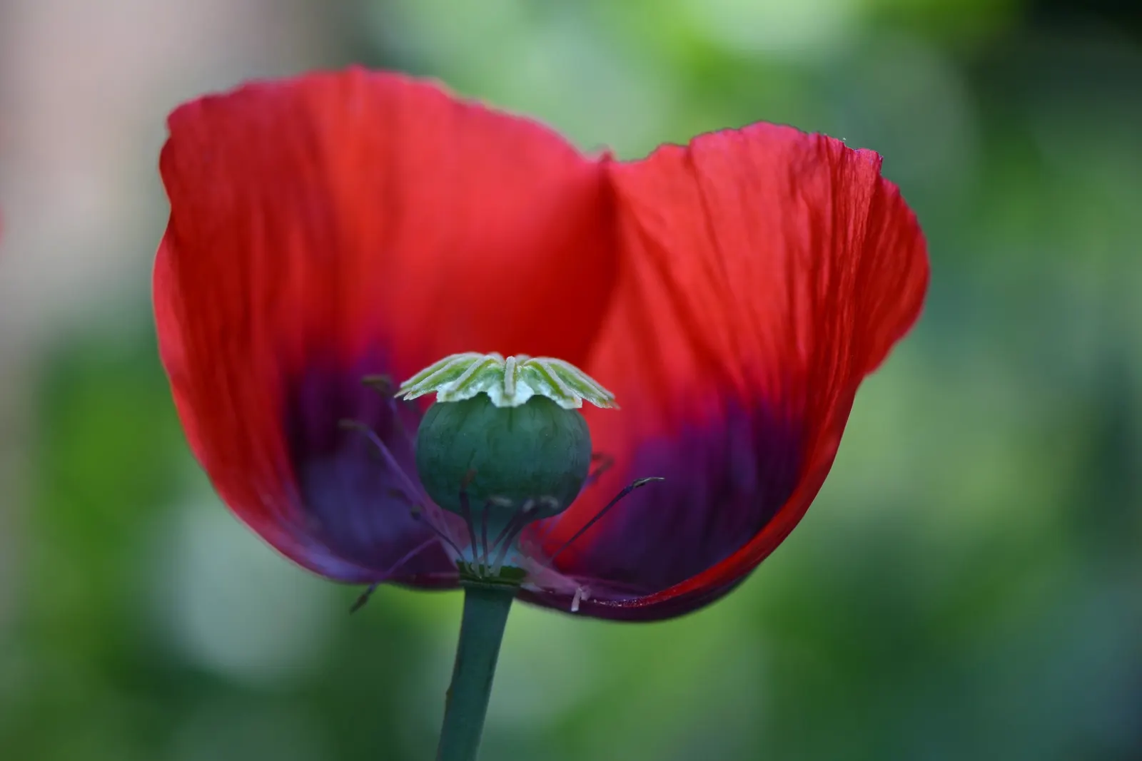 Oriental Poppy (Papaver Orientale) — leaving a void that needs to be considered in the landscape design