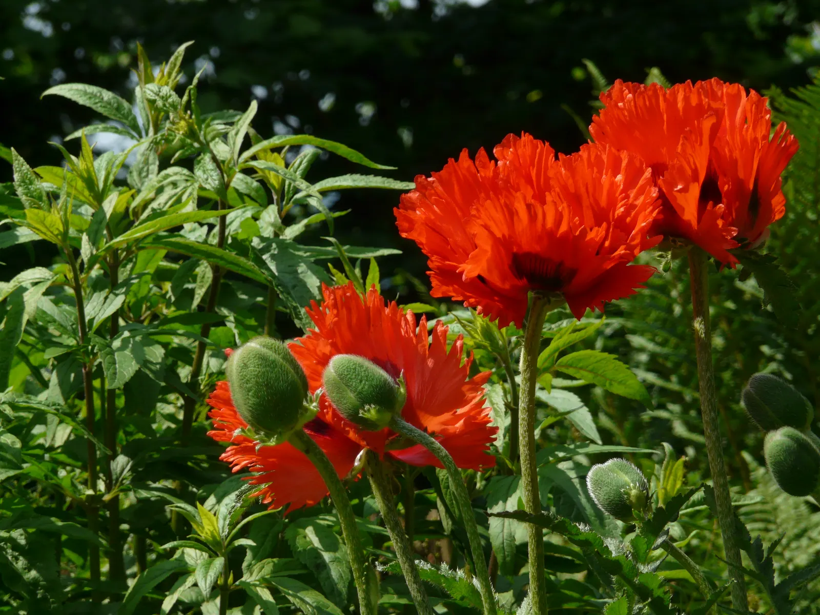 Oriental Poppy (Papaver Orientale) — This hardy species thrives in USDA zones 3 to 7, indicating a robust tolerance for winter chill; perennial for, image 53
