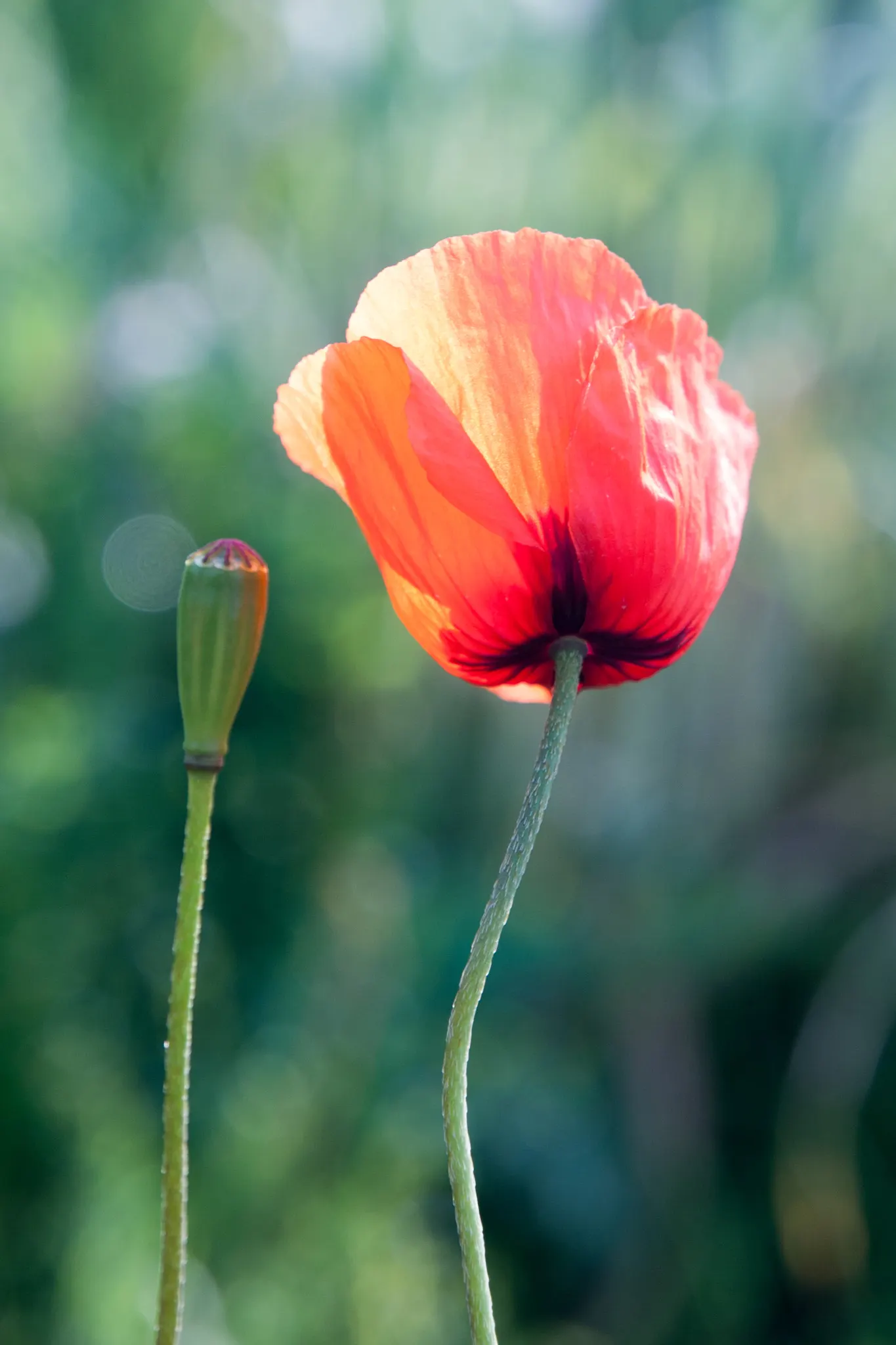 Oriental Poppy (Papaver Orientale) — <br><br>Reaching a stately height of 2 to 4 feet and a spread of 1.5 to 2 feet; these striking blooms boast, image 55