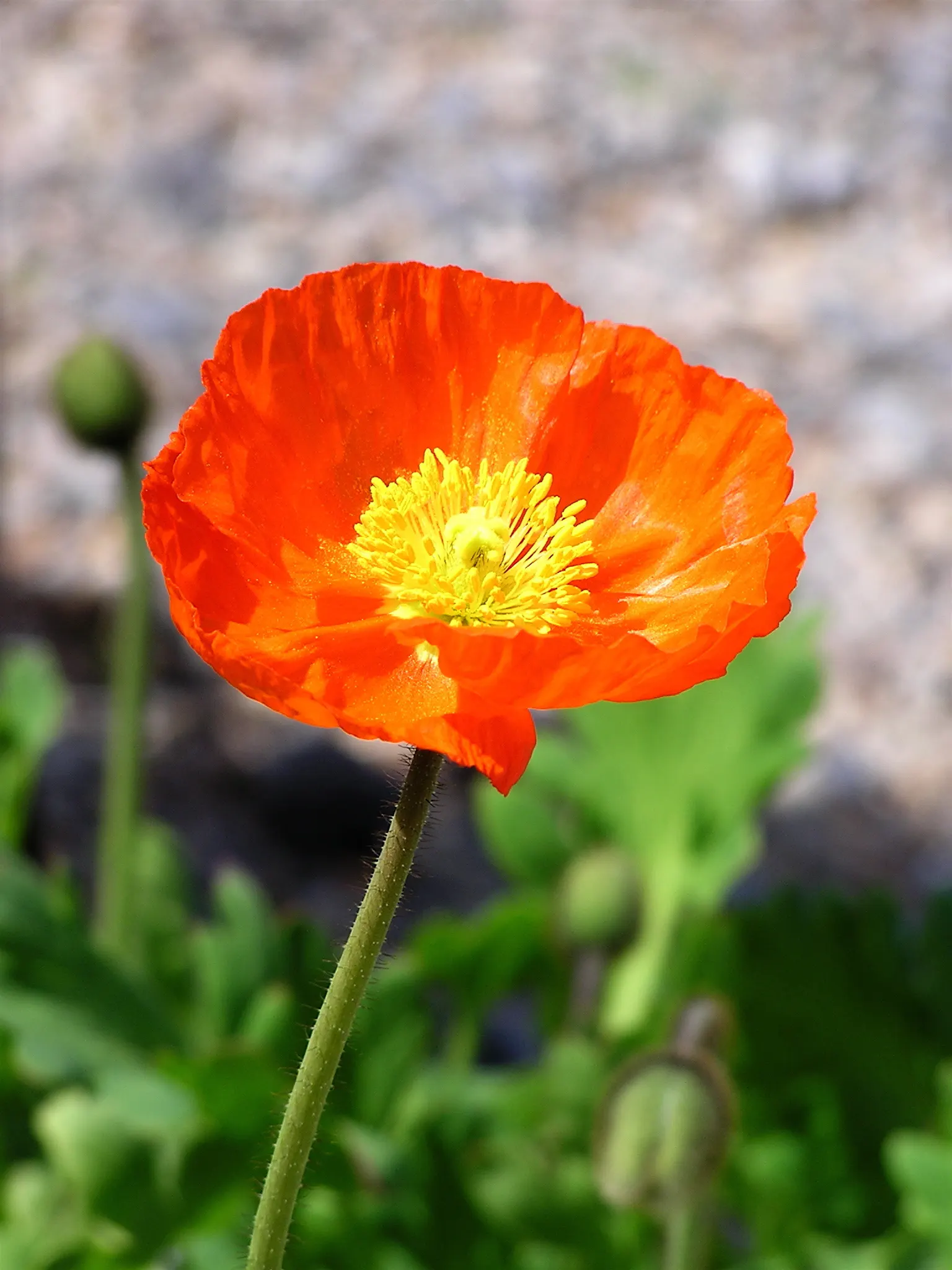 Oriental Poppy (Papaver Orientale) — the plant will die back and go dormant; though it may affect the abundance of blooms, image 88