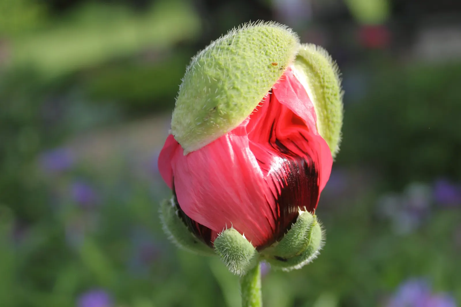 Oriental Poppy (Papaver Orientale) — Gardeners often plant it in groups to maximize its dramatic impact; this hardy species thrives in USDA zones 3, image 123
