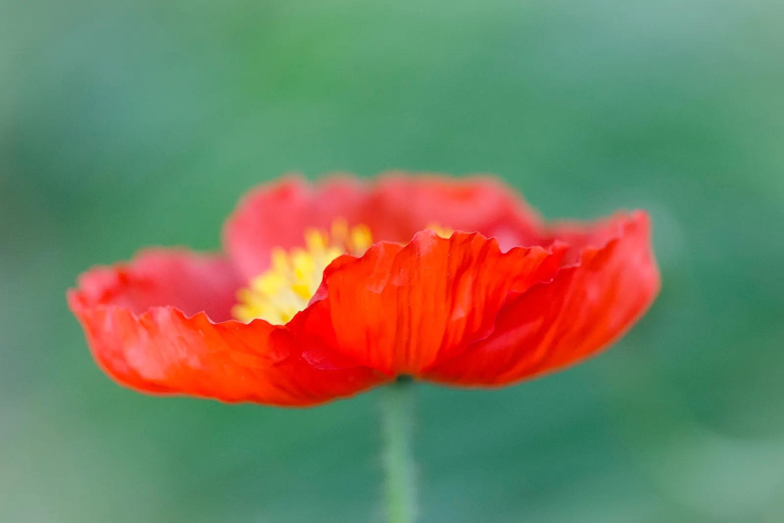 Oriental Poppy (Papaver Orientale) — This hardy species thrives in USDA zones 3 to 7, indicating a robust tolerance for winter chill; perennial for, image 76
