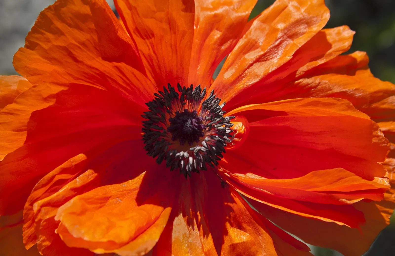 Oriental Poppy (Papaver Orientale) — It reaches 2-3 feet in height and spreads 18-24 inches wide, preferring full sun and well-draining soil