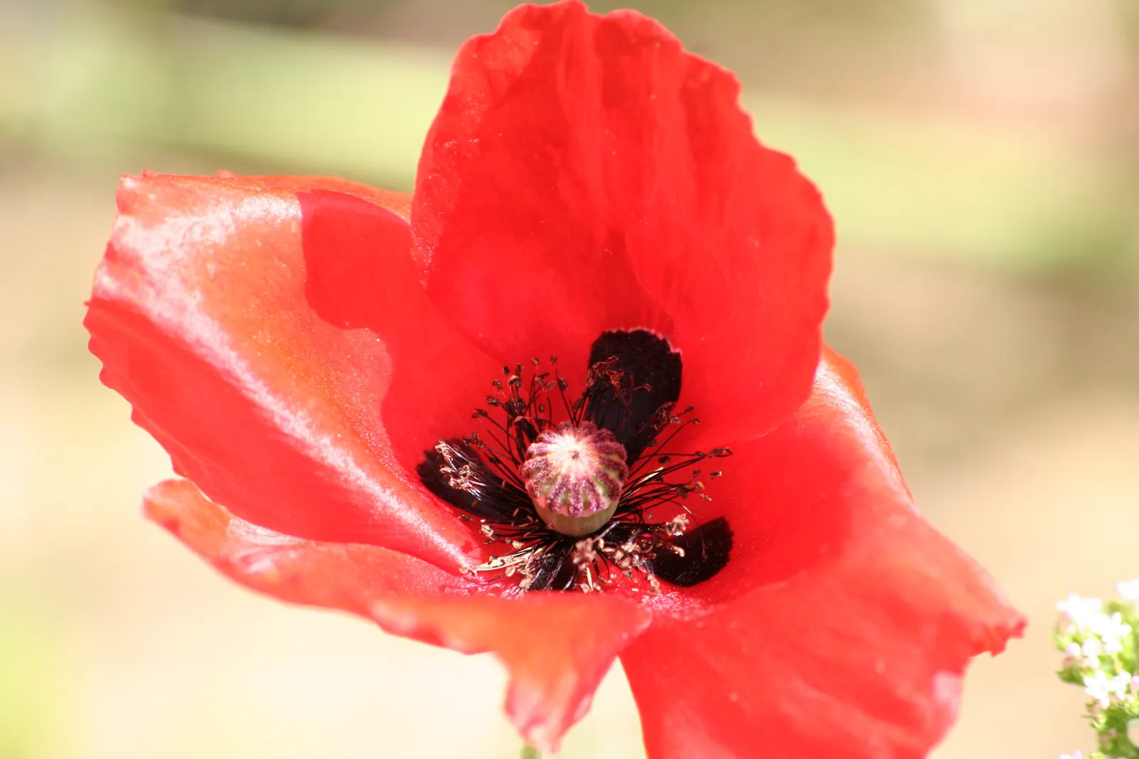 Oriental Poppy (Papaver Orientale) — cup-shaped flowers that can measure up to 6 inches across; the plant will die back and go dormant, image 105
