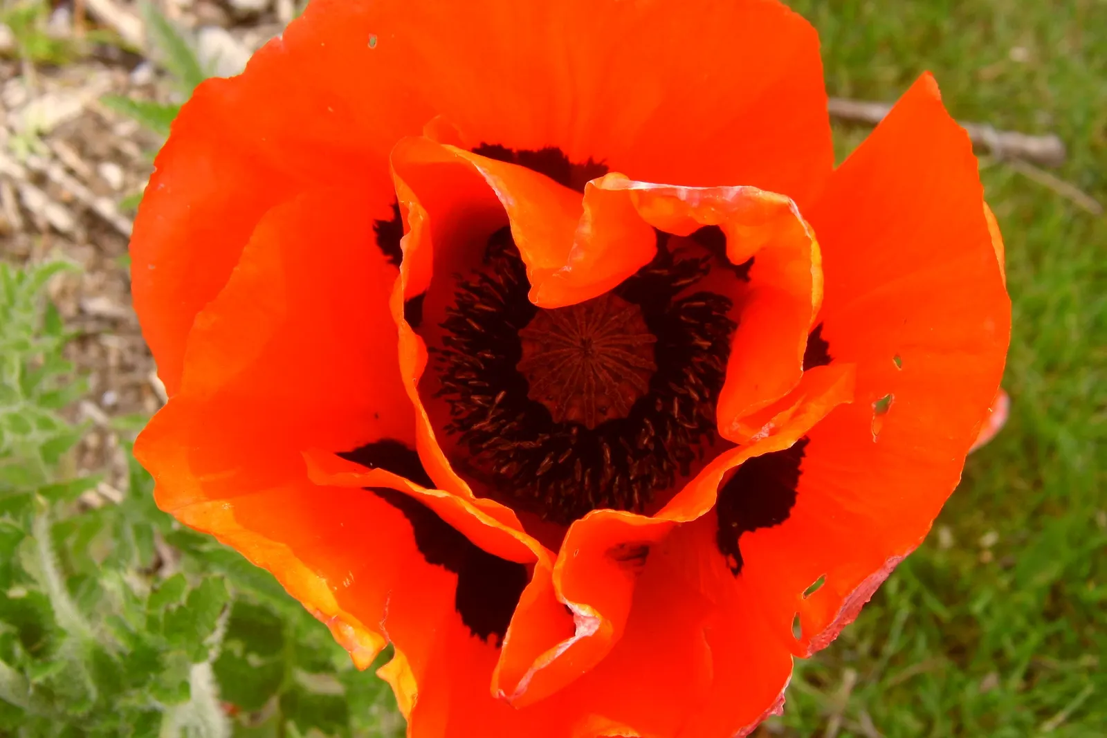 Oriental Poppy (Papaver Orientale) — cup-shaped flowers that can measure up to 6 inches across; the plant will die back and go dormant, image 128
