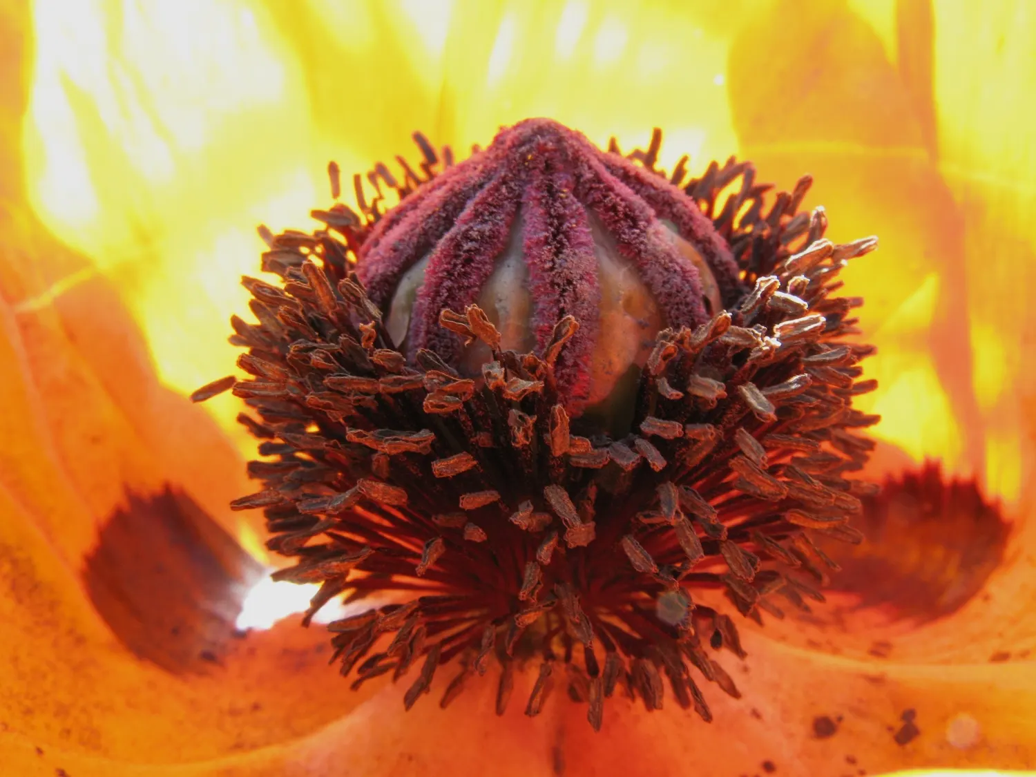 Oriental Poppy (Papaver Orientale) — with vibrant hues of red to orange and a striking dark center; hairy foliage that dies back post-bloom, image 93