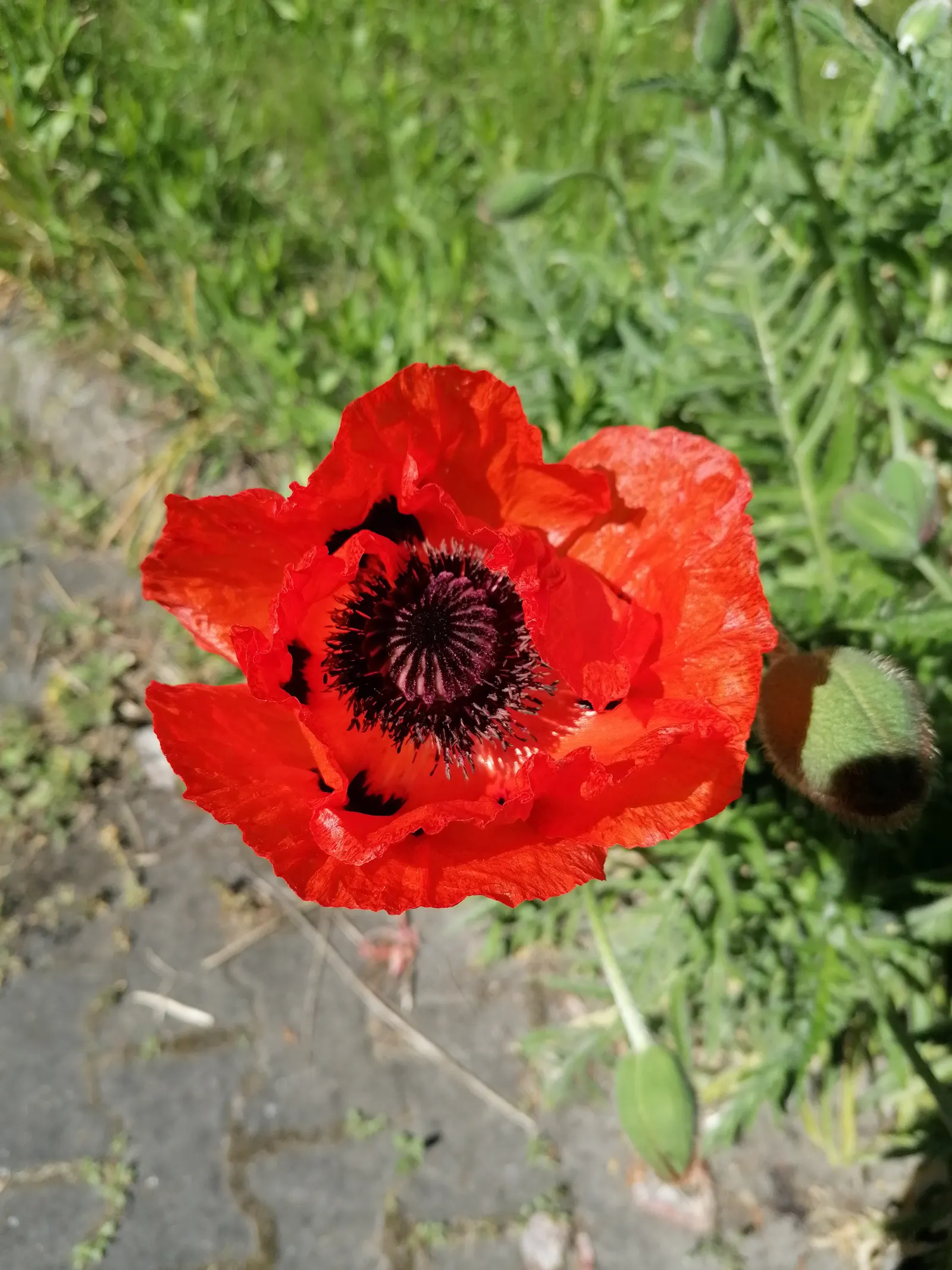 Oriental Poppy (Papaver Orientale) — perennial for full or half; leaving a void that needs to be considered in the landscape design, image 69