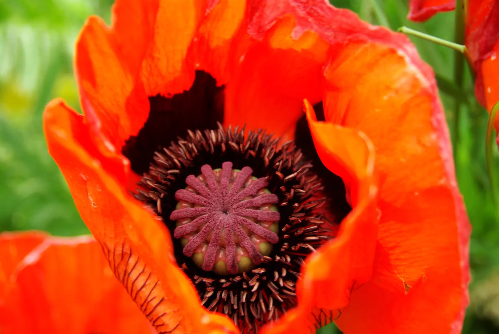 Oriental Poppy (Papaver Orientale) — making it suitable for xeriscape landscapes; with vibrant hues of red to orange and a striking dark center, image 132