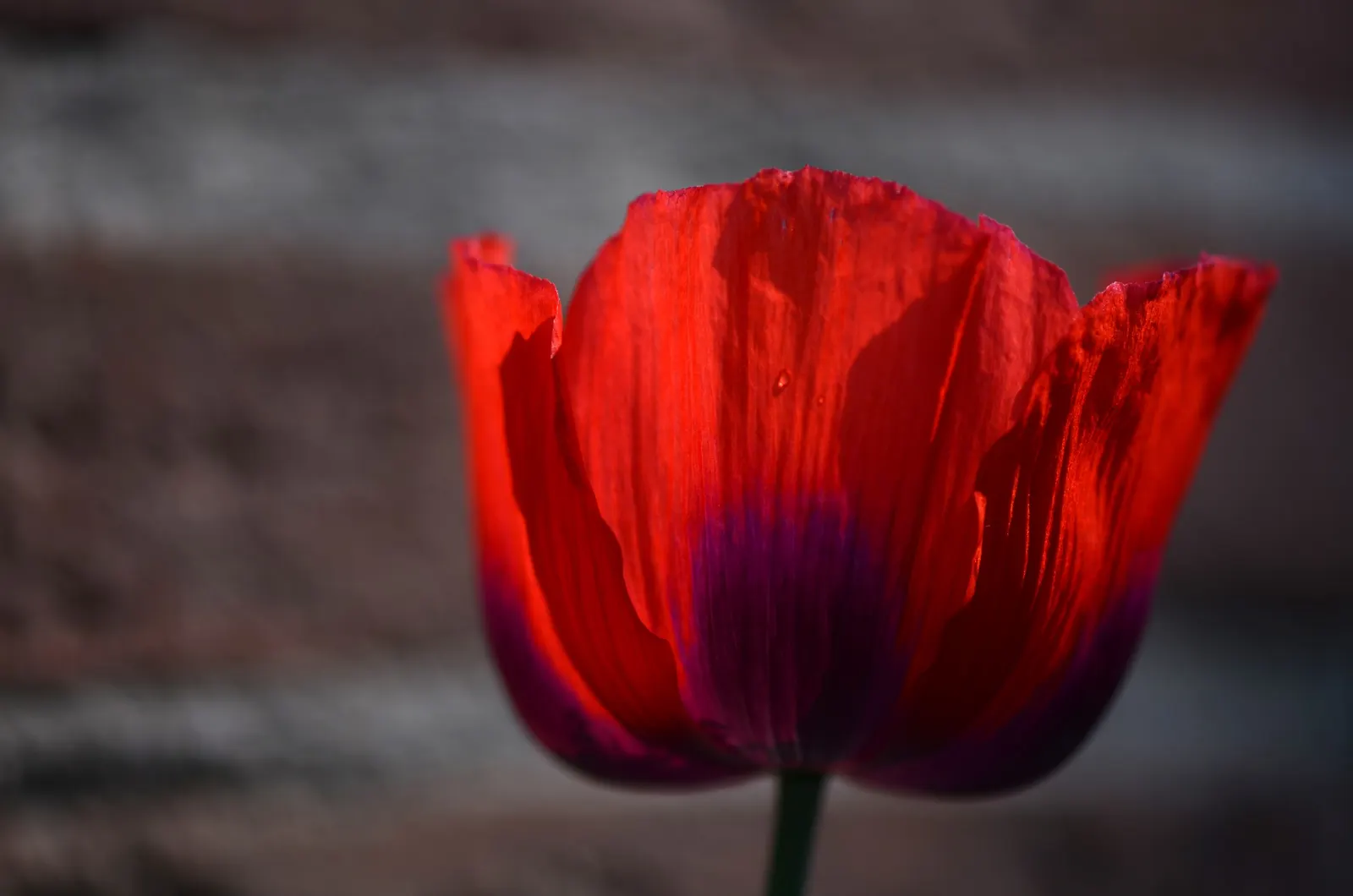 Oriental Poppy (Papaver Orientale) — though it may affect the abundance of blooms; the Oriental Poppy elegantly towers above low-growing plants, image 130