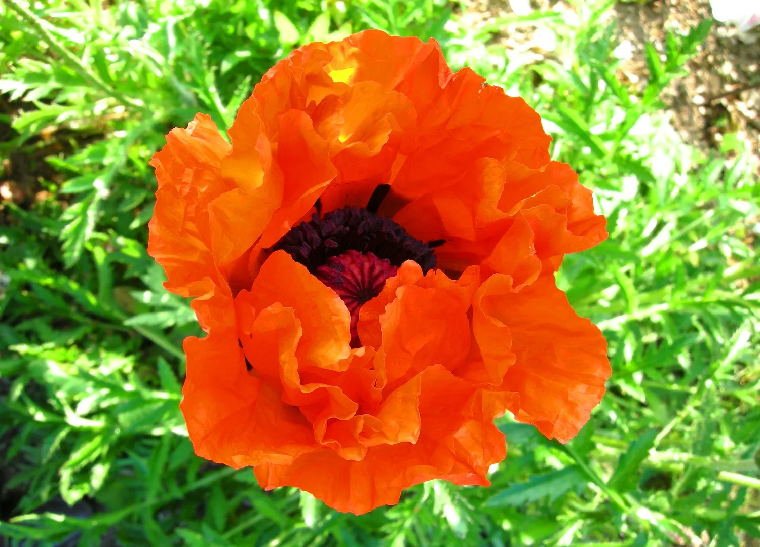 Oriental Poppy (Papaver Orientale) — perennial with pink and red blooms; cup-shaped flowers that can measure up to 6 inches across, image 114