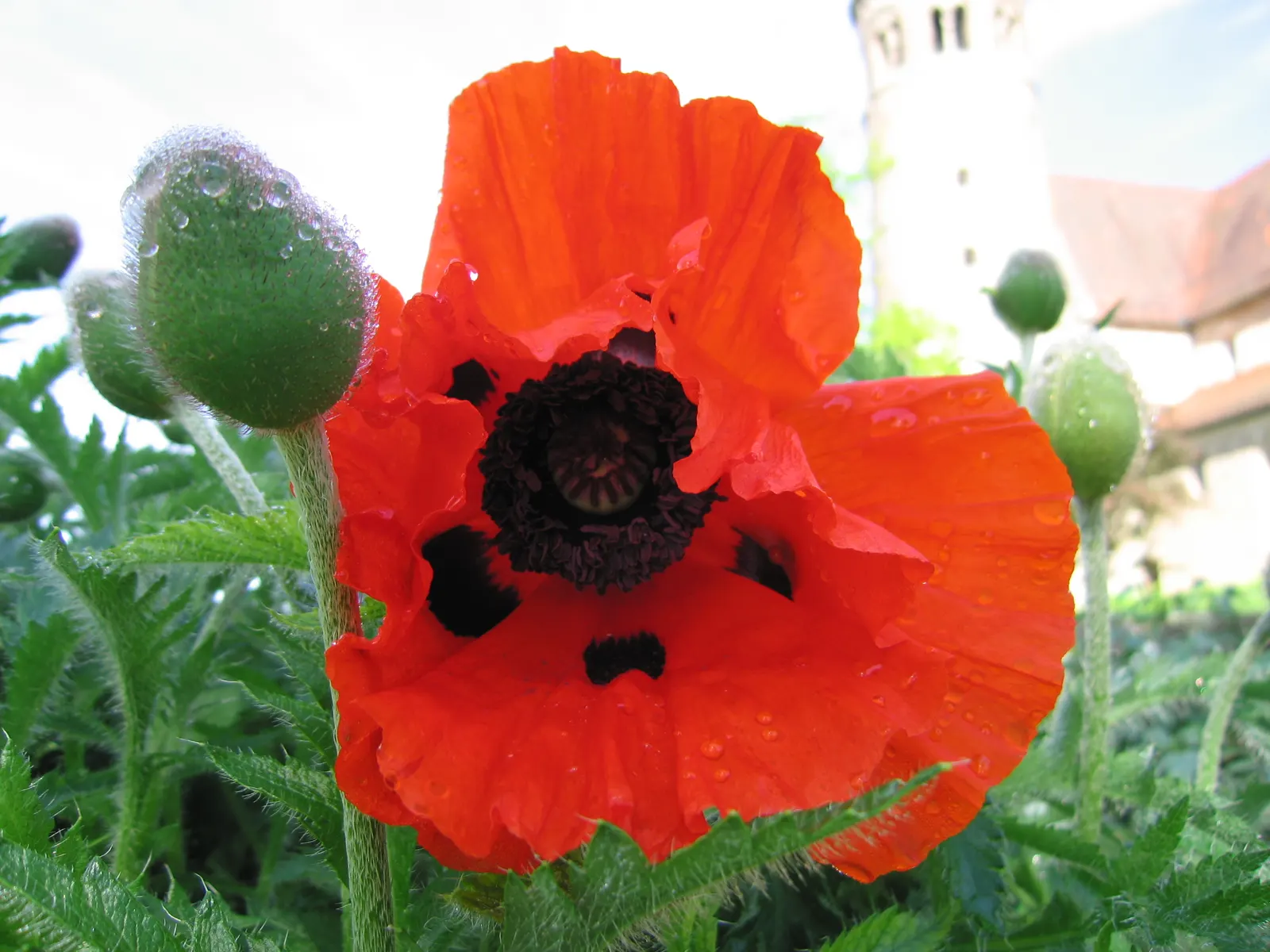 Oriental Poppy (Papaver Orientale) — making it an excellent choice for middle or back borders in garden designs; leaving room for summer plants