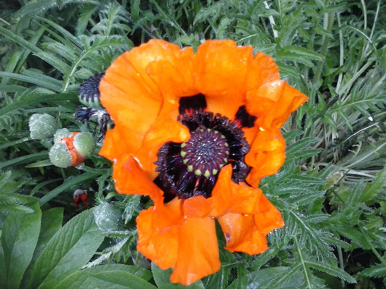 Oriental Poppy (Papaver Orientale) — leaving a void that needs to be considered in the landscape design; perennial with pink and red blooms, image 135