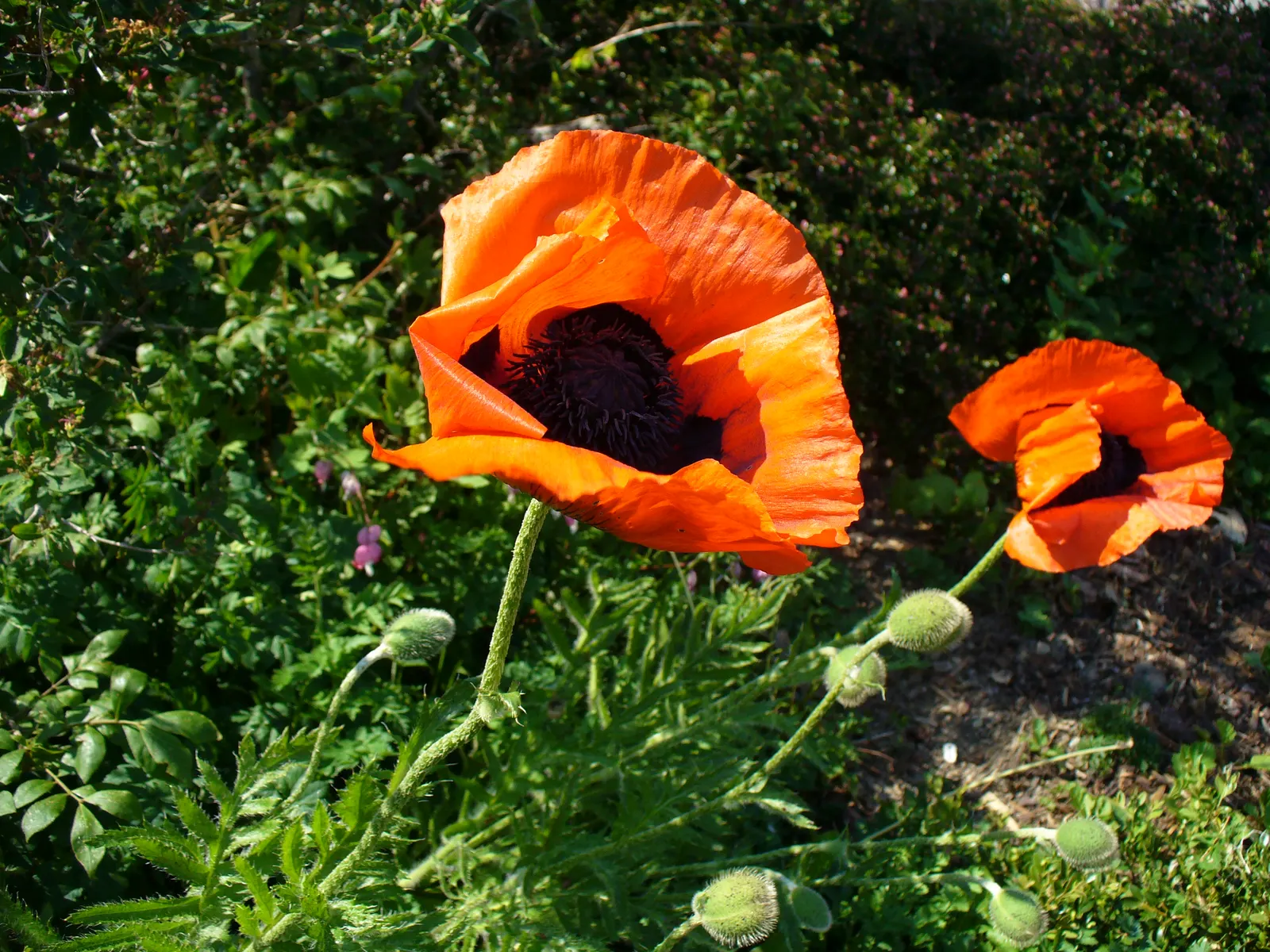 Oriental Poppy (Papaver Orientale) — with vibrant hues of red to orange and a striking dark center; hairy foliage that dies back post-bloom