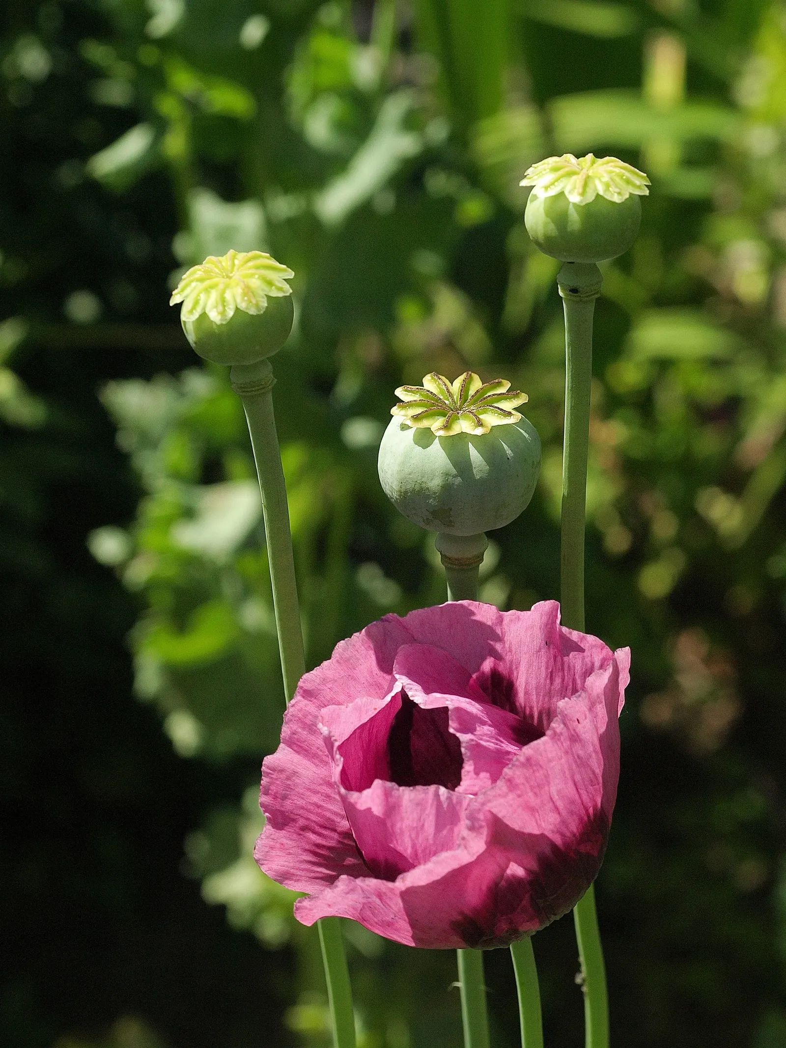 Oriental Poppy (Papaver Orientale) — is a captivating perennial that becomes a focal point in any garden with its bold