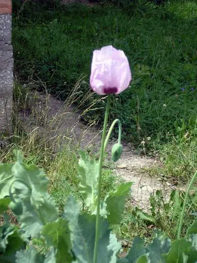 Oriental Poppy (Papaver Orientale) — leaving a void that needs to be considered in the landscape design; perennial with pink and red blooms, image 112