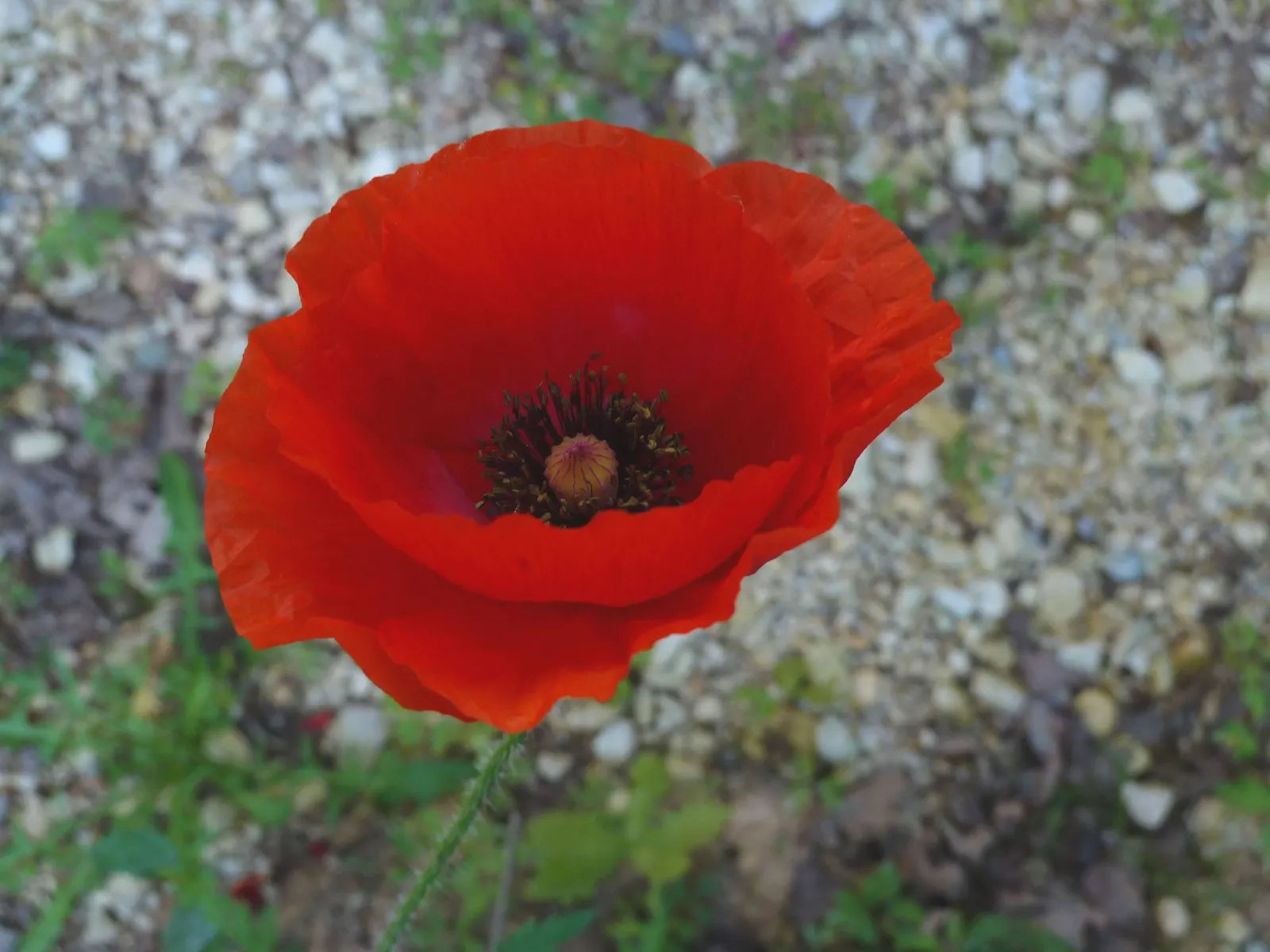 Oriental Poppy (Papaver Orientale) — making it suitable for xeriscape landscapes; with vibrant hues of red to orange and a striking dark center, image 63