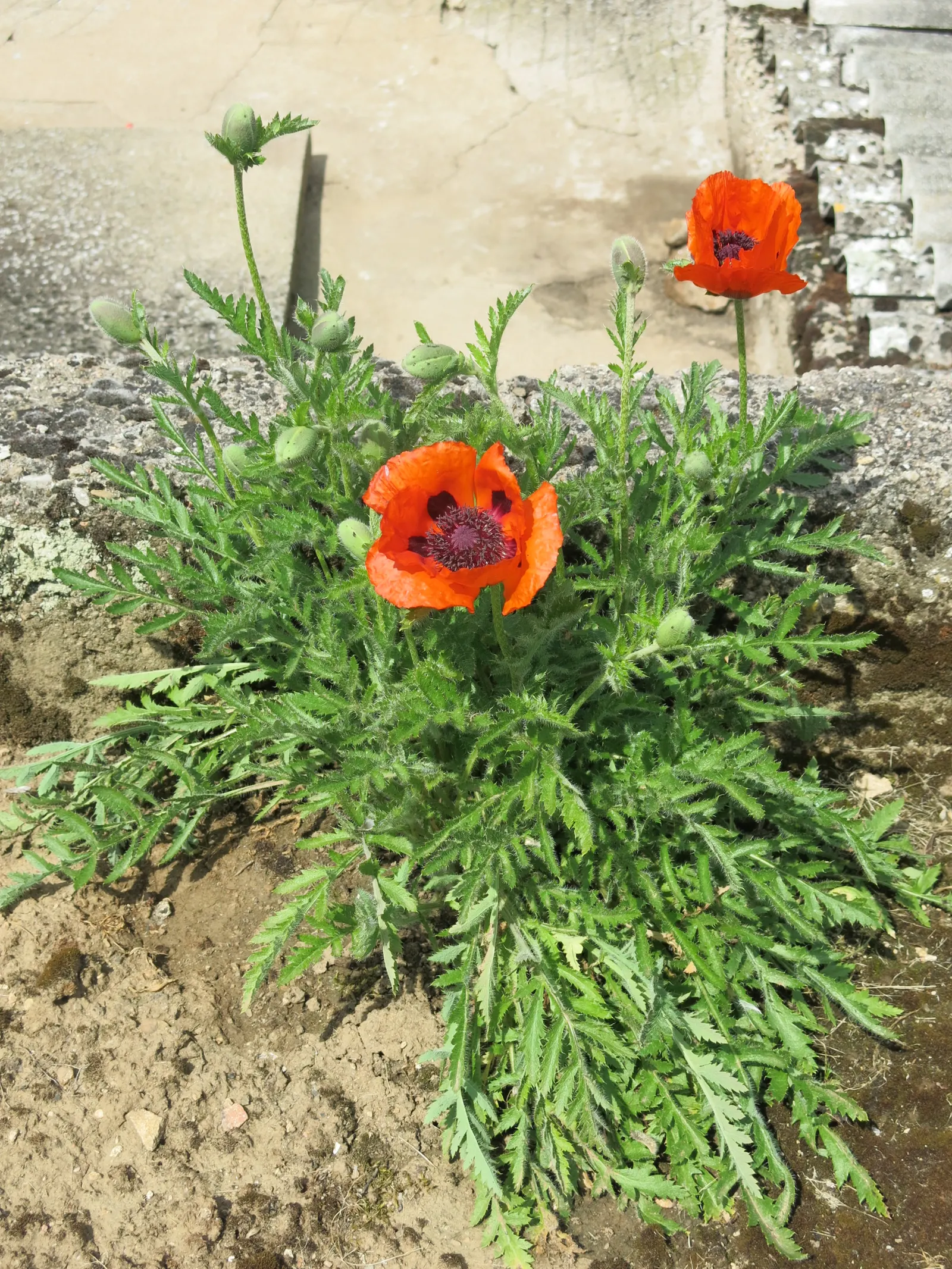 Oriental Poppy (Papaver Orientale) — the Oriental Poppy elegantly towers above low-growing plants; pink and red flowers in the garden, image 56