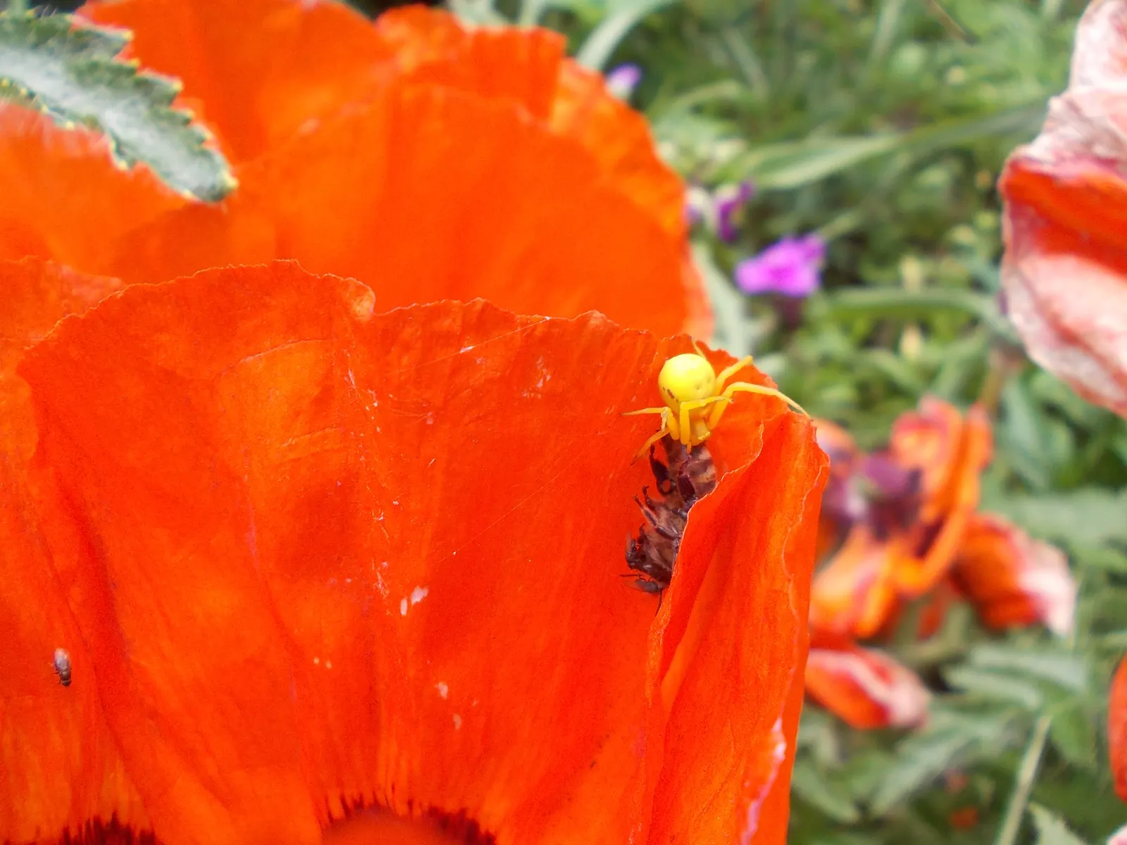 Oriental Poppy (Papaver Orientale) — These striking blooms boast vibrant colors; blooms appear in late spring to early summer, image 83