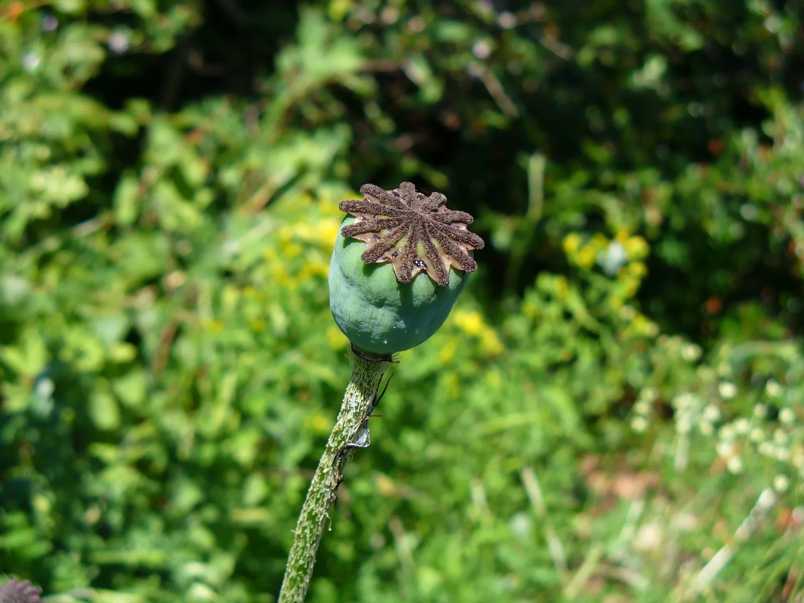 Oriental Poppy (Papaver Orientale) — Blooms appear in late spring to early summer; typically between late spring and early summer, image 72
