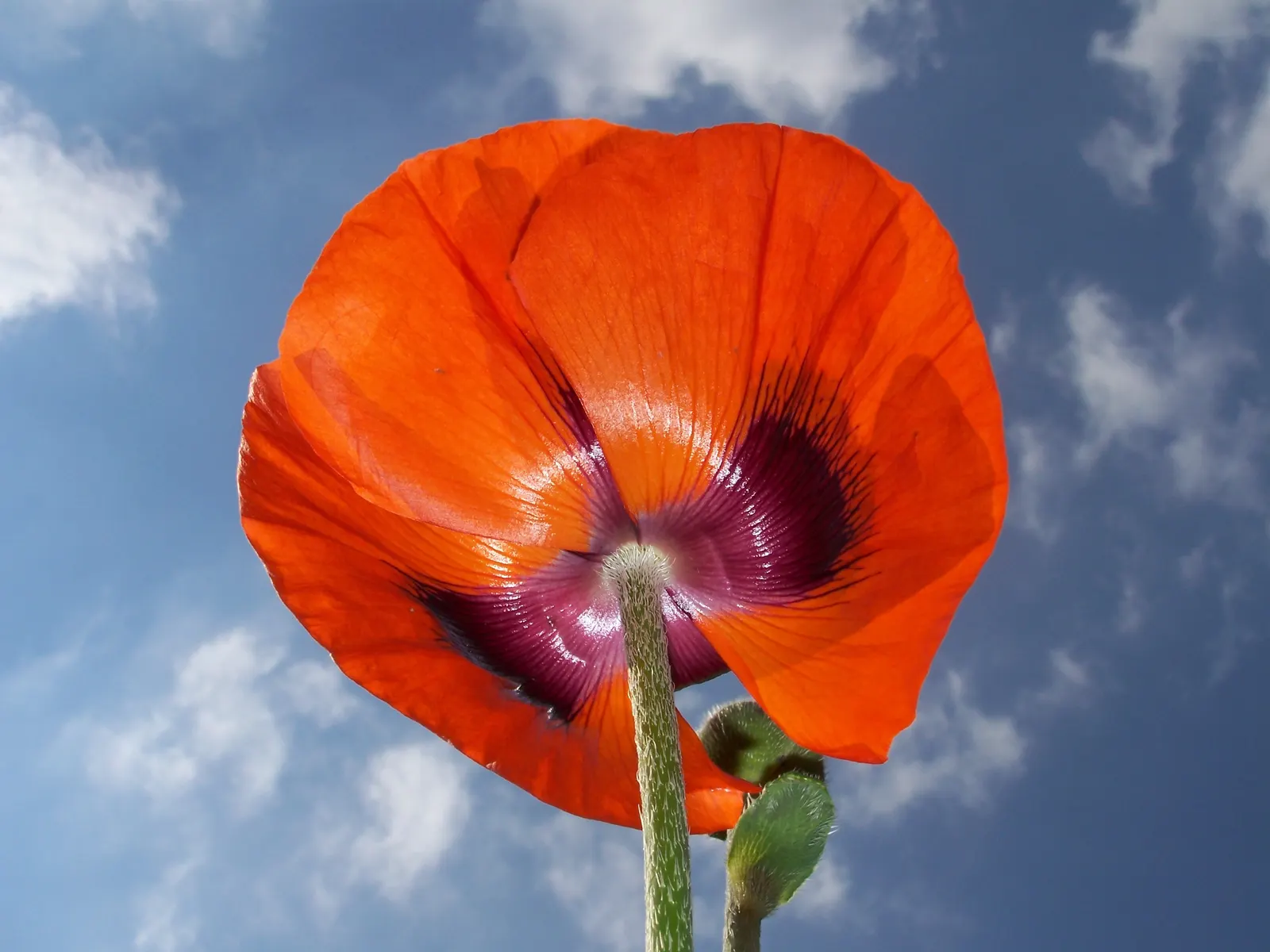 Oriental Poppy (Papaver Orientale) — perennial with pink and red blooms; cup-shaped flowers that can measure up to 6 inches across