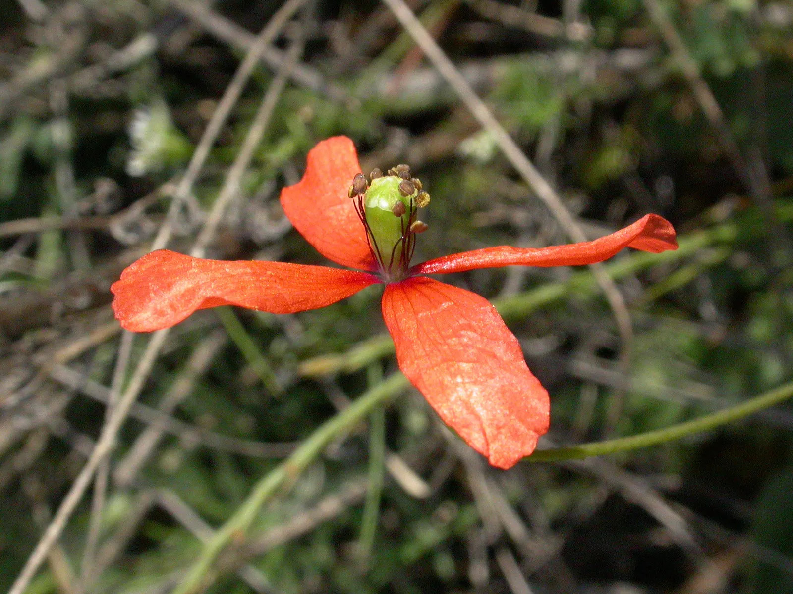 Oriental Poppy (Papaver Orientale) — perennial for full or half