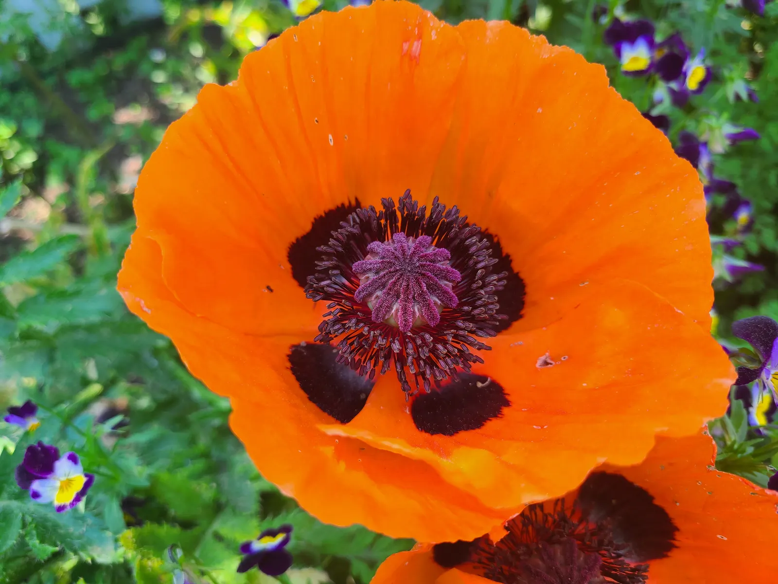 Oriental Poppy (Papaver Orientale) — cup-shaped flowers that can measure up to 6 inches across; the plant will die back and go dormant, image 82