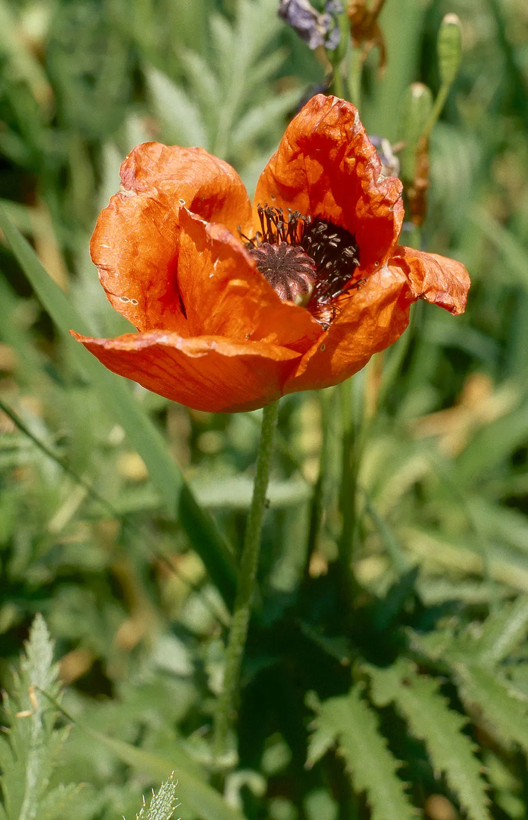 Oriental Poppy (Papaver Orientale) — is a captivating perennial that becomes a focal point in any garden with its bold; is relatively, image 52