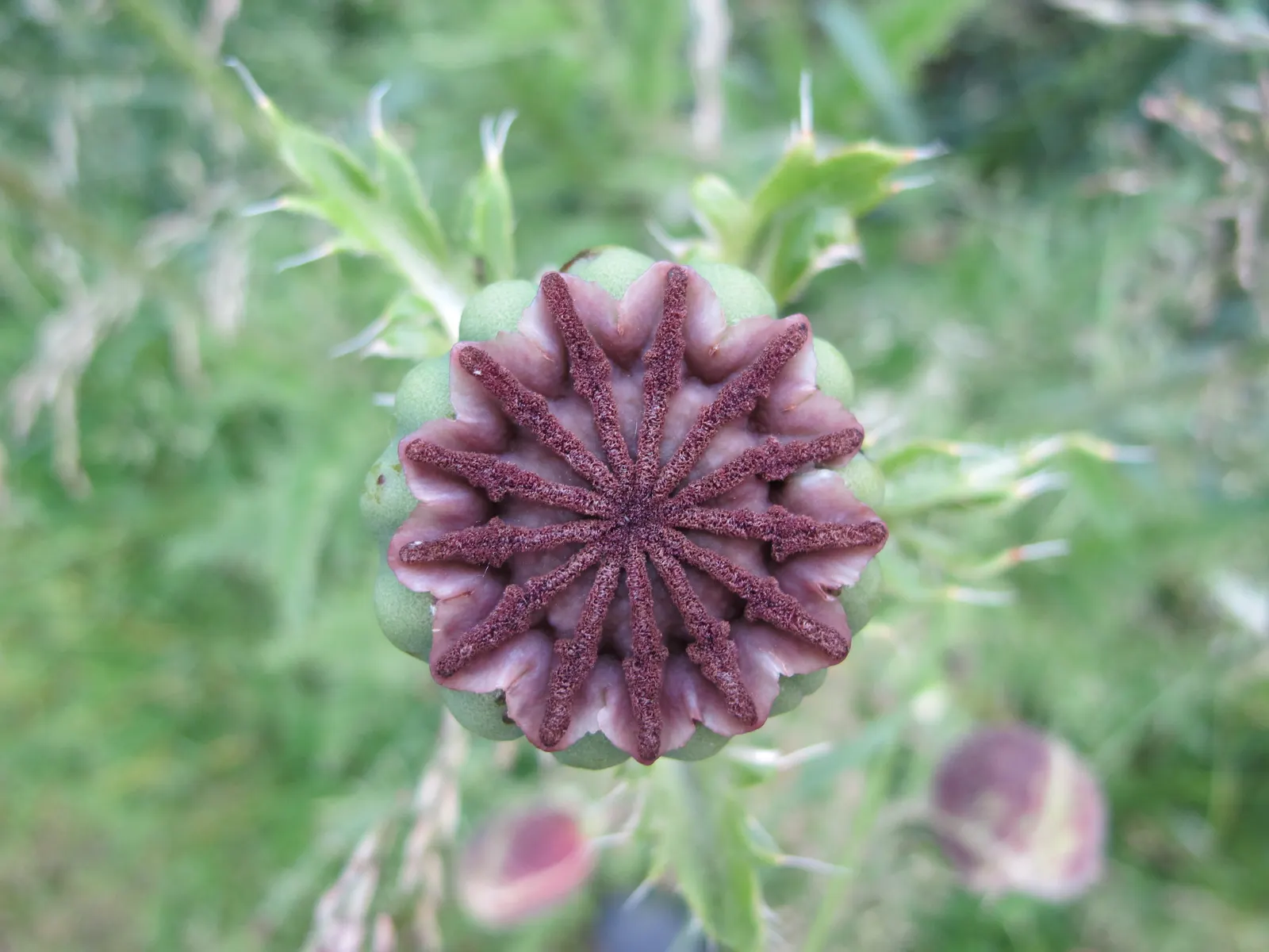 Oriental Poppy (Papaver Orientale) — is a captivating perennial that becomes a focal point in any garden with its bold; is relatively, image 98