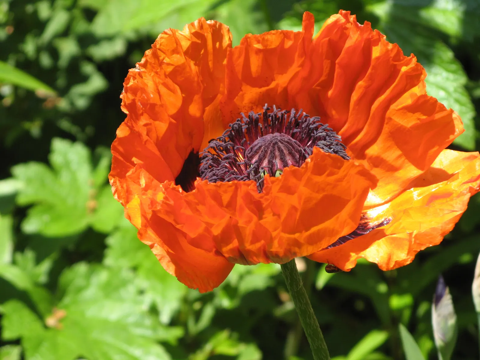 Oriental Poppy (Papaver Orientale) — is relatively drought-tolerant; making it suitable for xeriscape landscapes