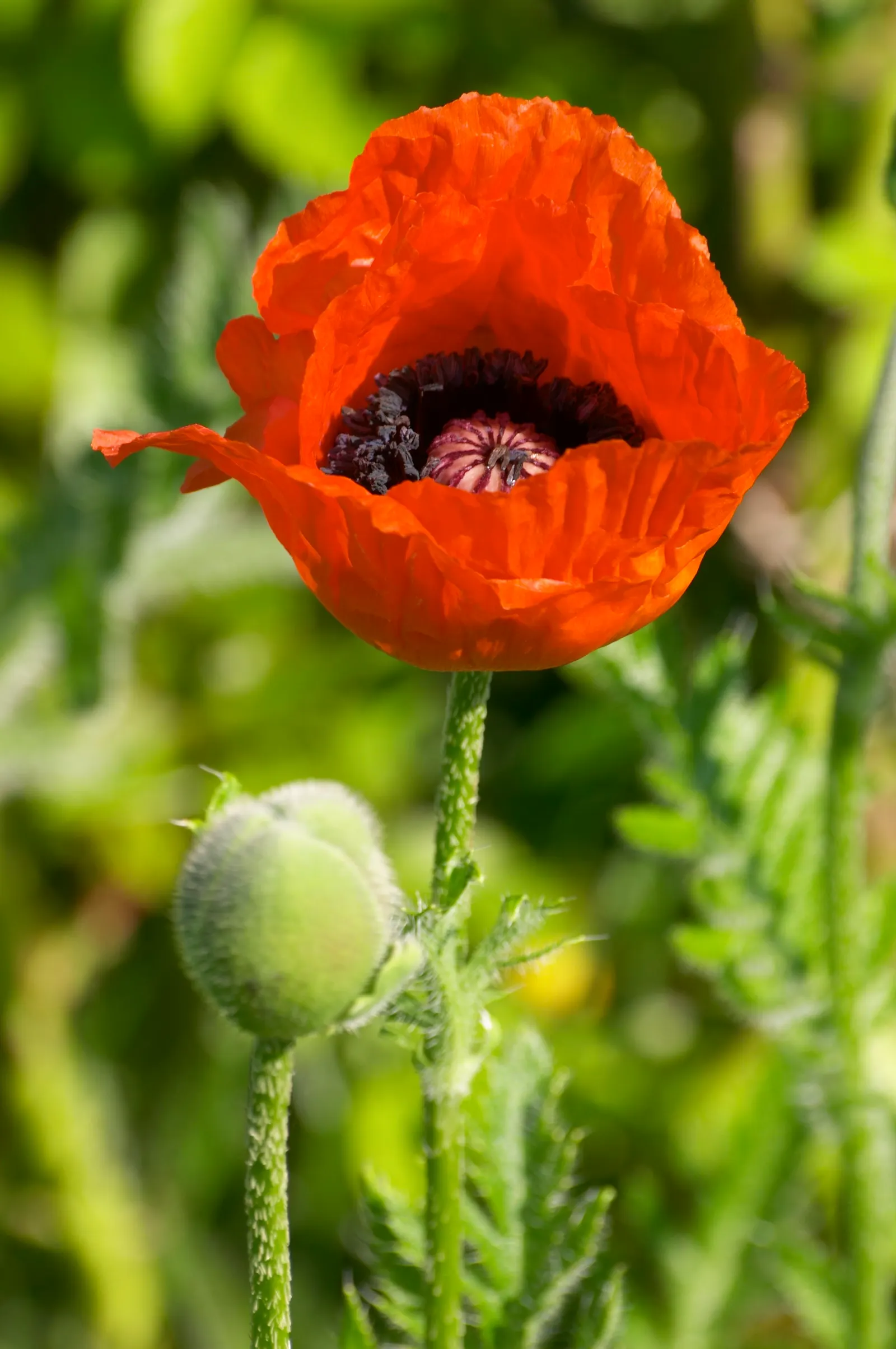 Oriental Poppy (Papaver Orientale) — The foliage presents a bluish-green hue