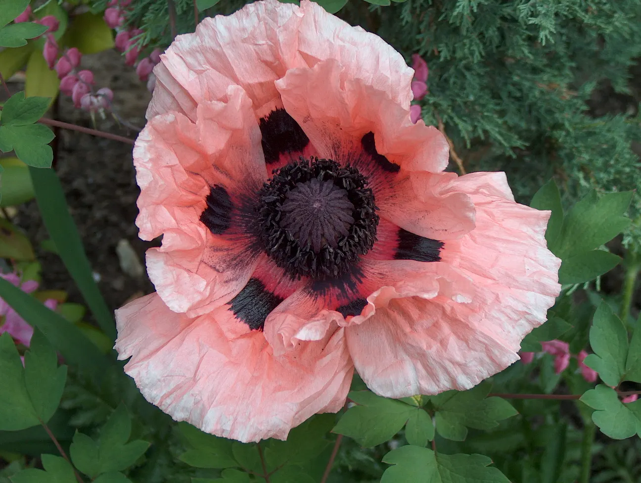 Oriental Poppy (Papaver Orientale) — hairy foliage that dies back post-bloom; it reaches 2-3 feet in height and spreads 18-24 inches wide, image 119