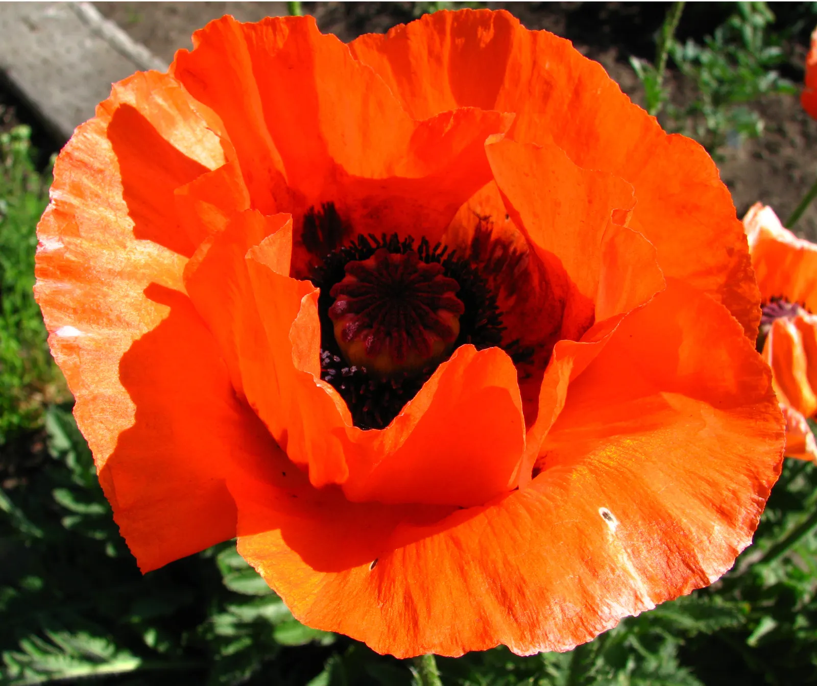 Oriental Poppy (Papaver Orientale) — These striking blooms boast vibrant colors; blooms appear in late spring to early summer, image 129
