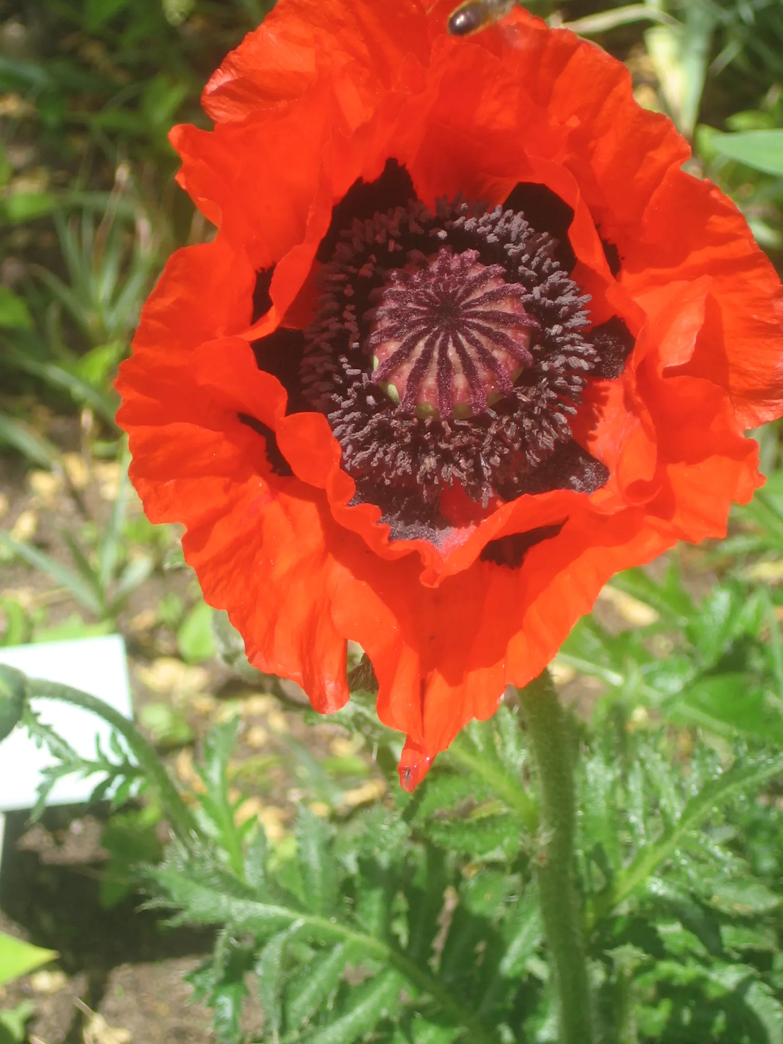 Oriental Poppy (Papaver Orientale) — These striking blooms boast vibrant colors