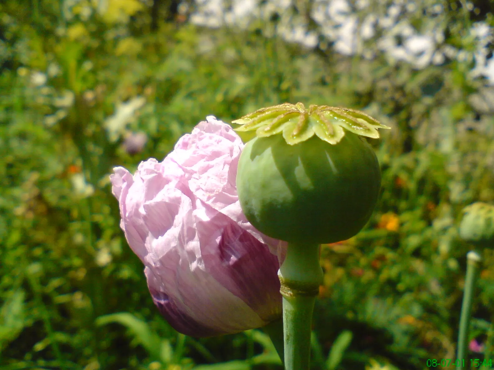 Oriental Poppy (Papaver Orientale) — is relatively drought-tolerant; making it suitable for xeriscape landscapes, image 85