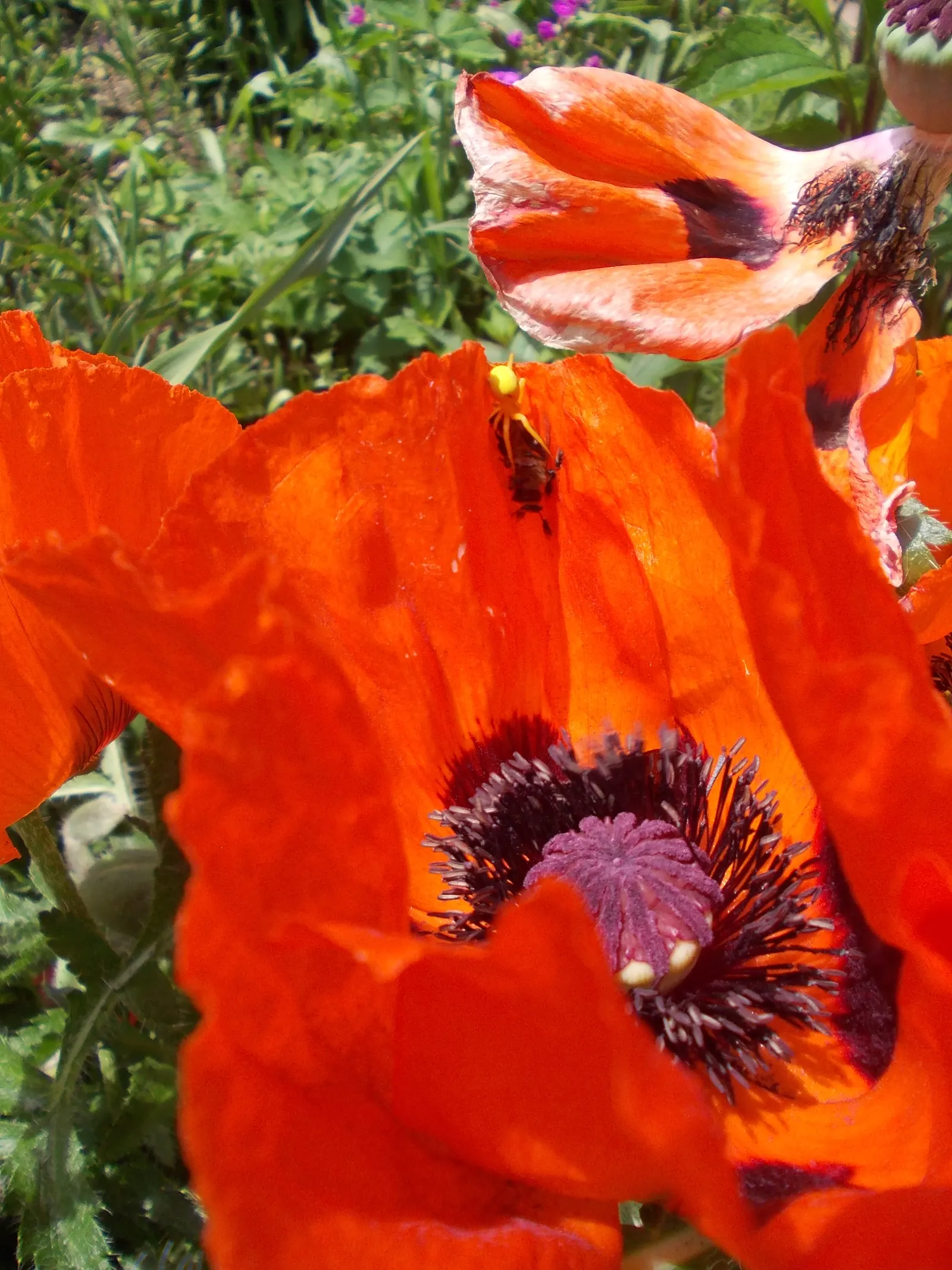 Oriental Poppy (Papaver Orientale) — This hardy species thrives in USDA zones 3 to 7, indicating a robust tolerance for winter chill; perennial for, image 99